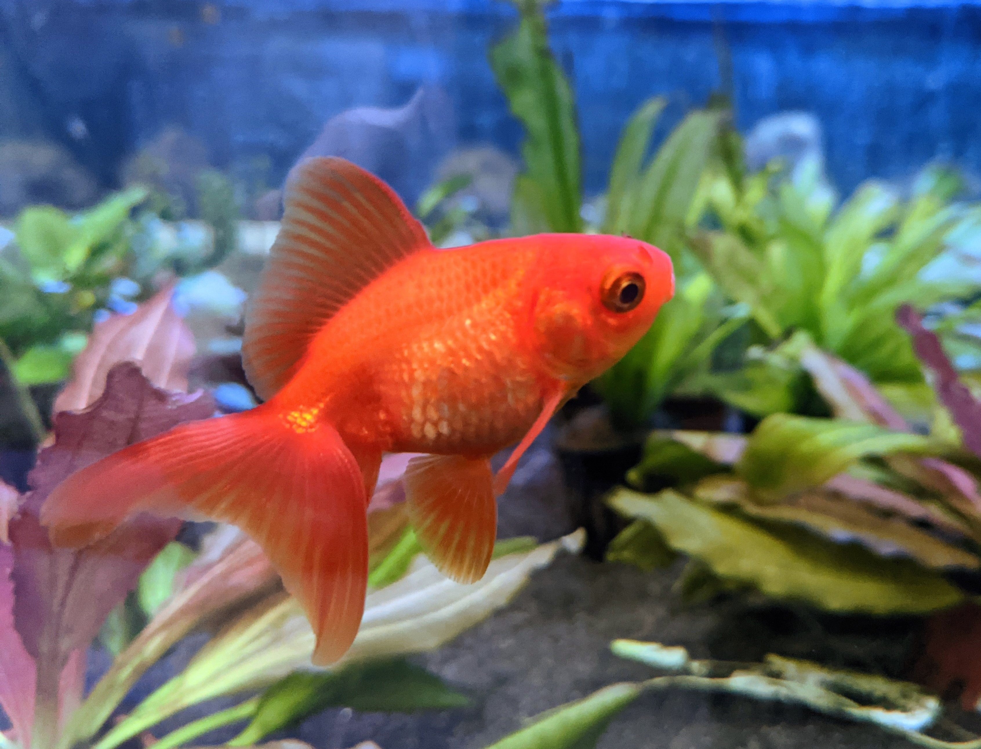 Planted Fancy Goldfish Tank