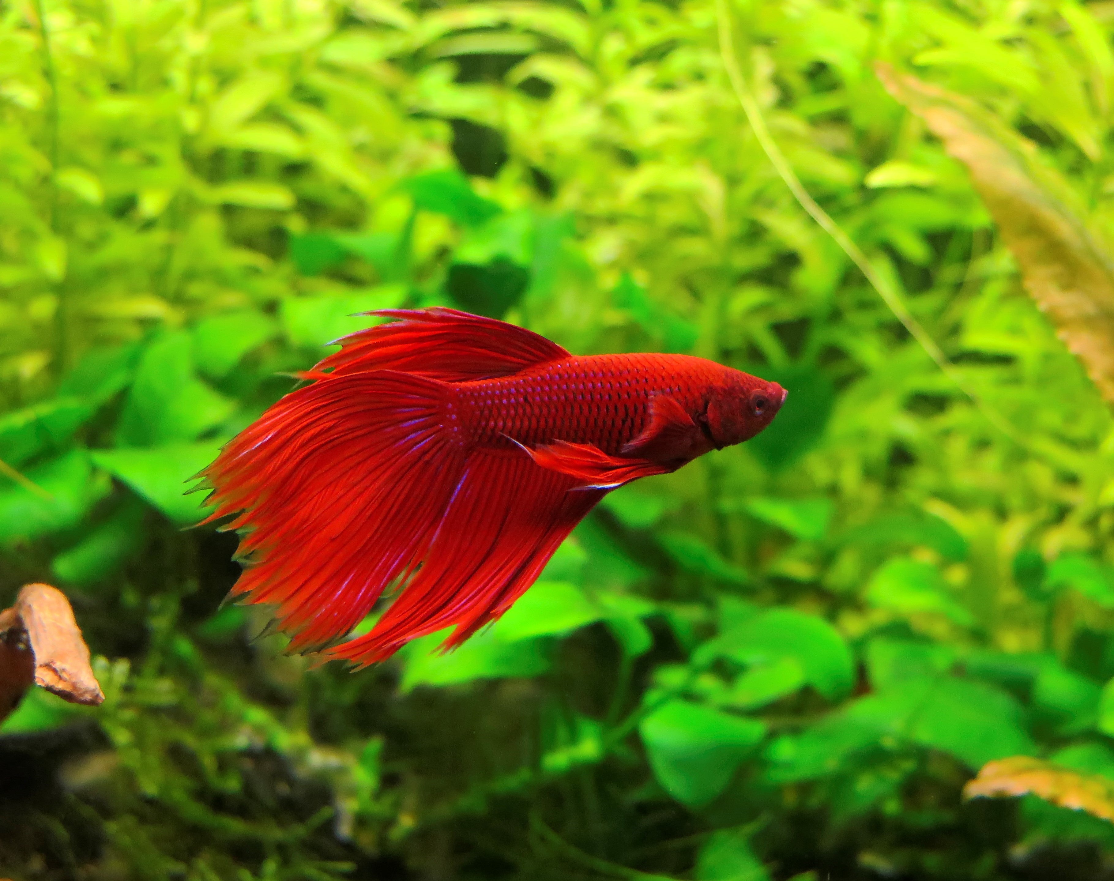 Betta fish in a planted aquarium