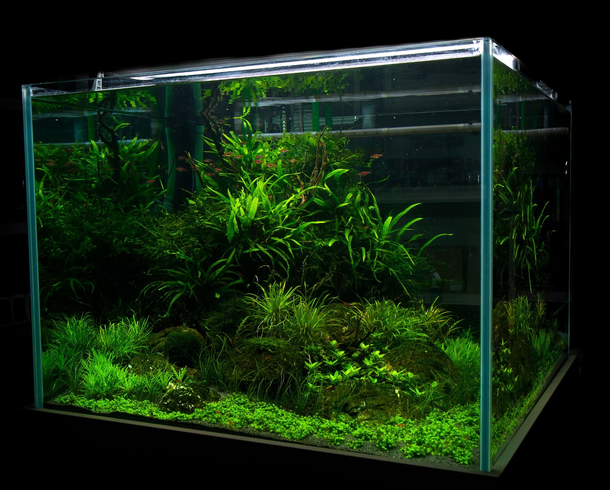 Photo of an aquascape planted aquarium