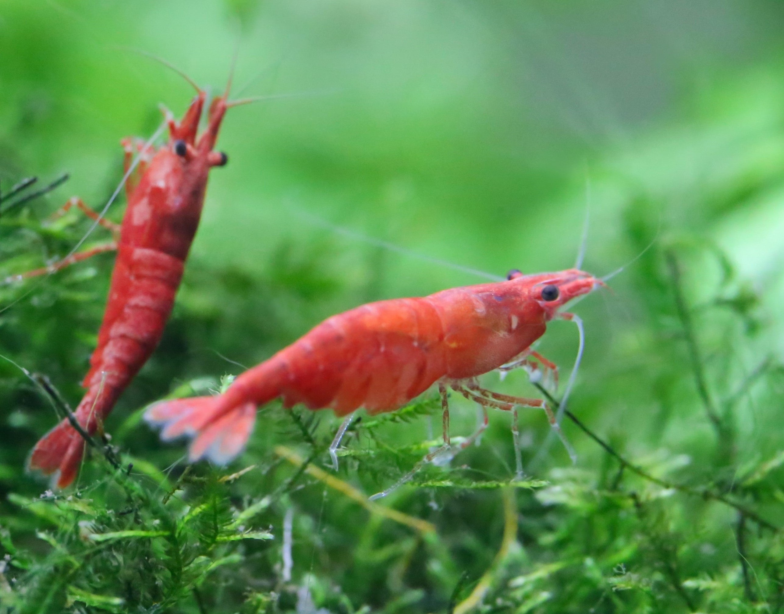 Cherry Shrimp in Planted Aquarium
