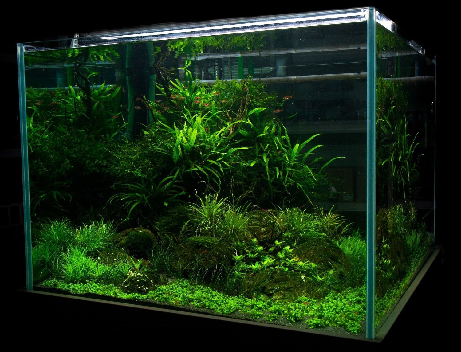 Low Tech Planted Tank
