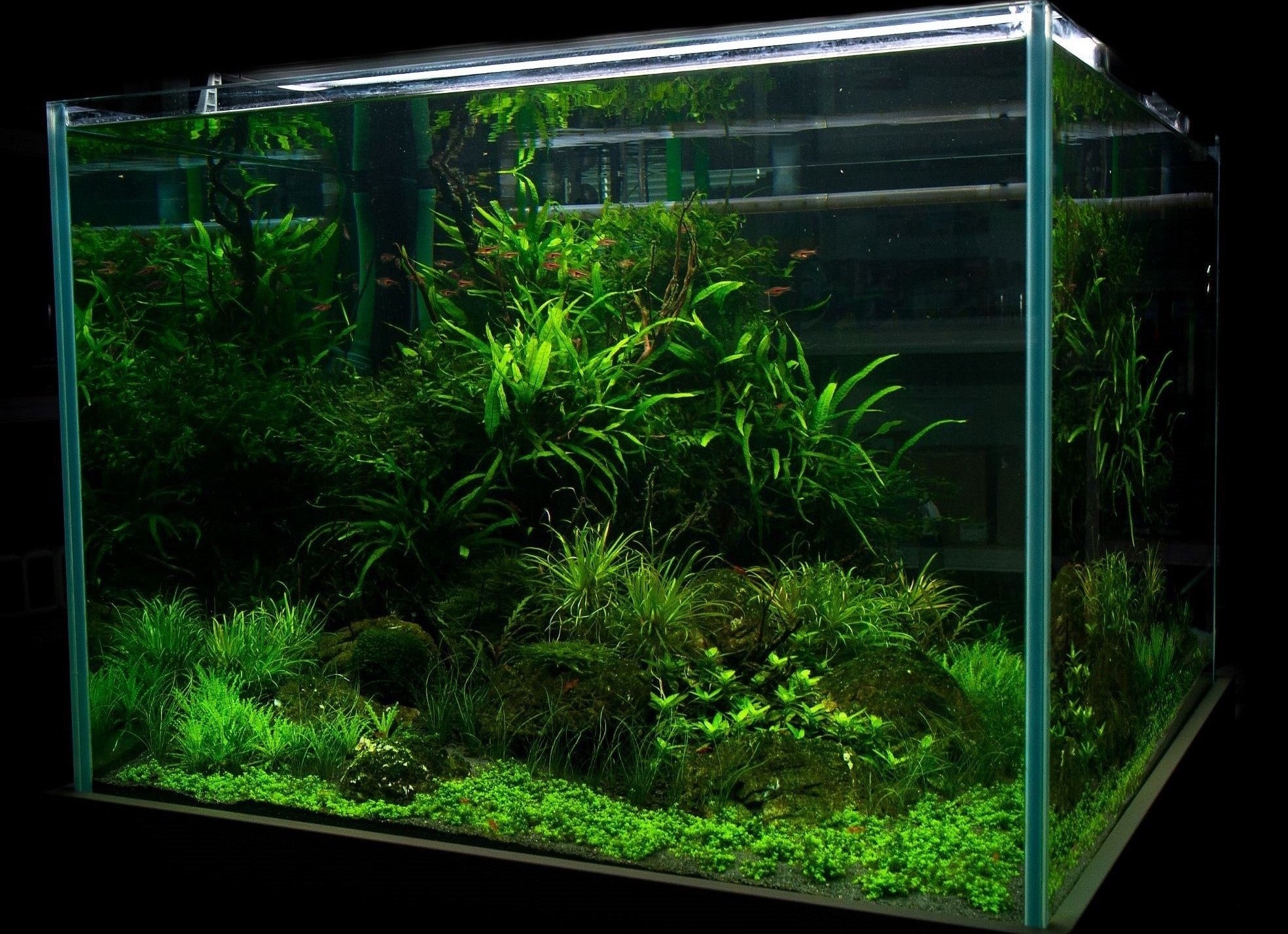 Planted aquarium