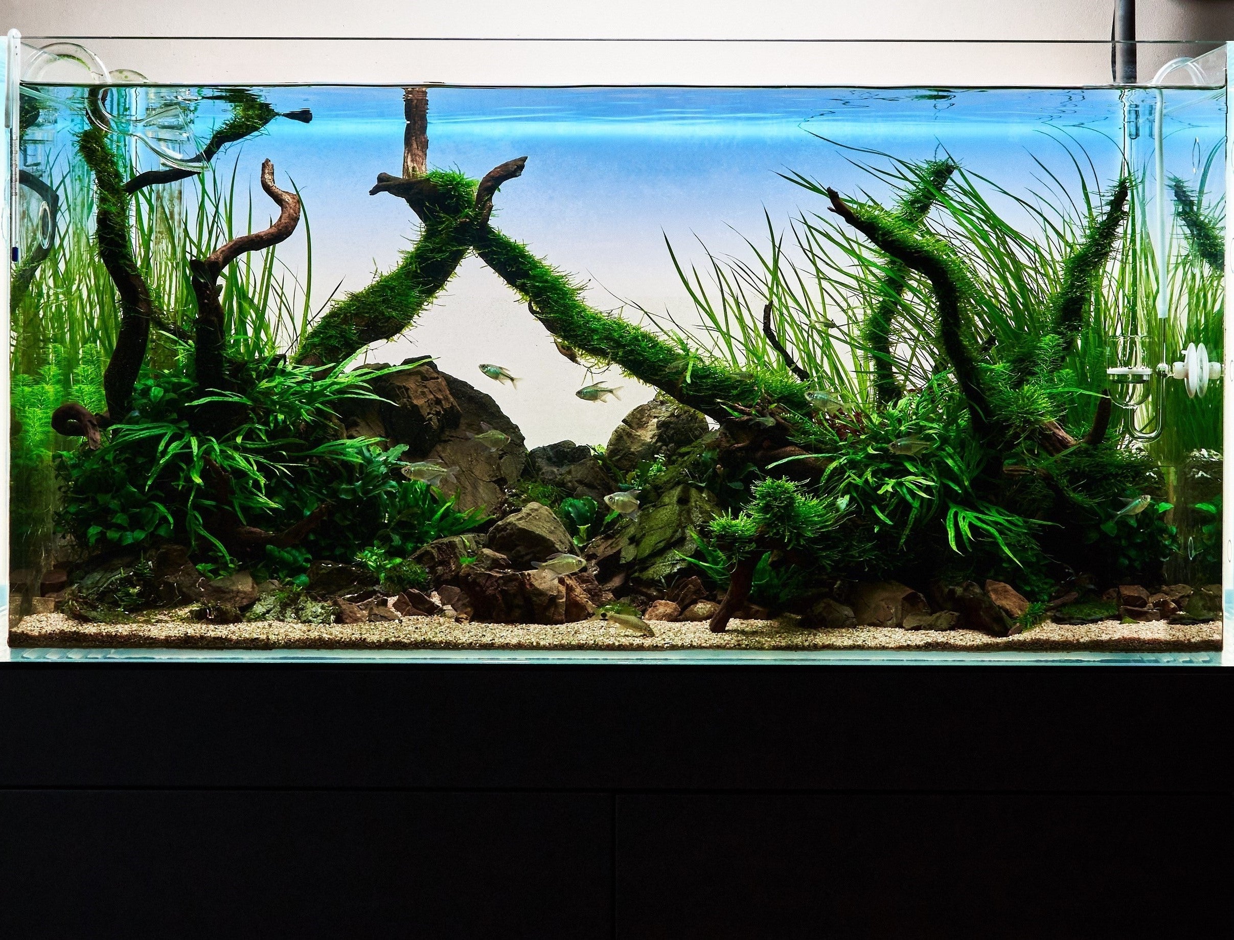 Aquascaped planted tank