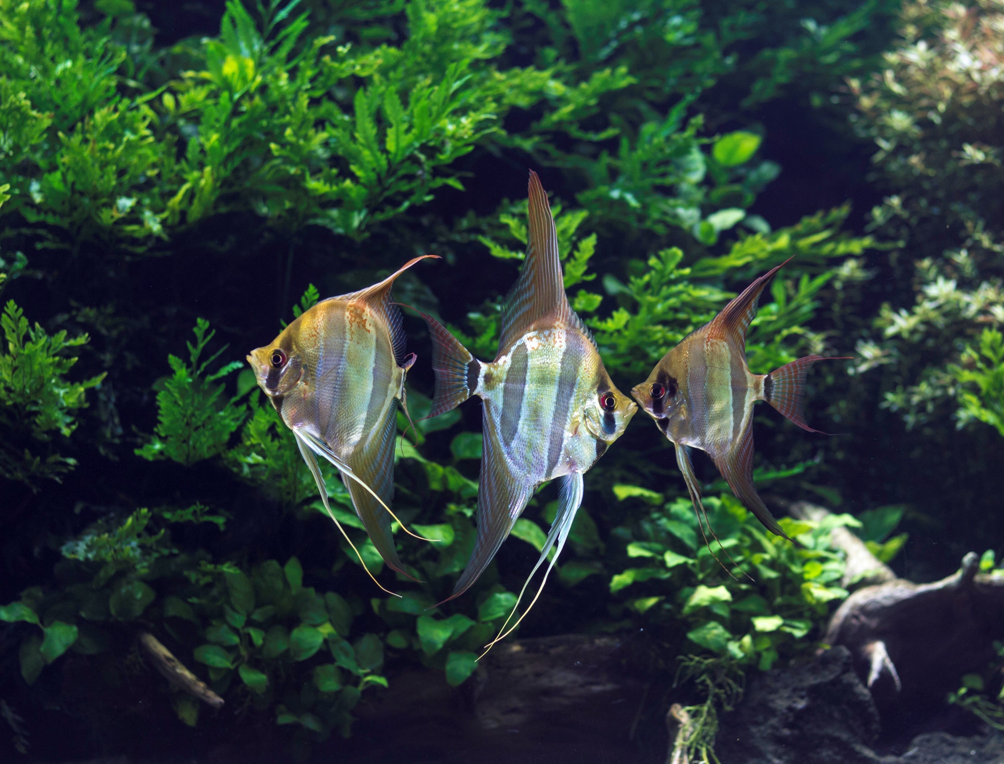 Angelfish in a Planted tank
