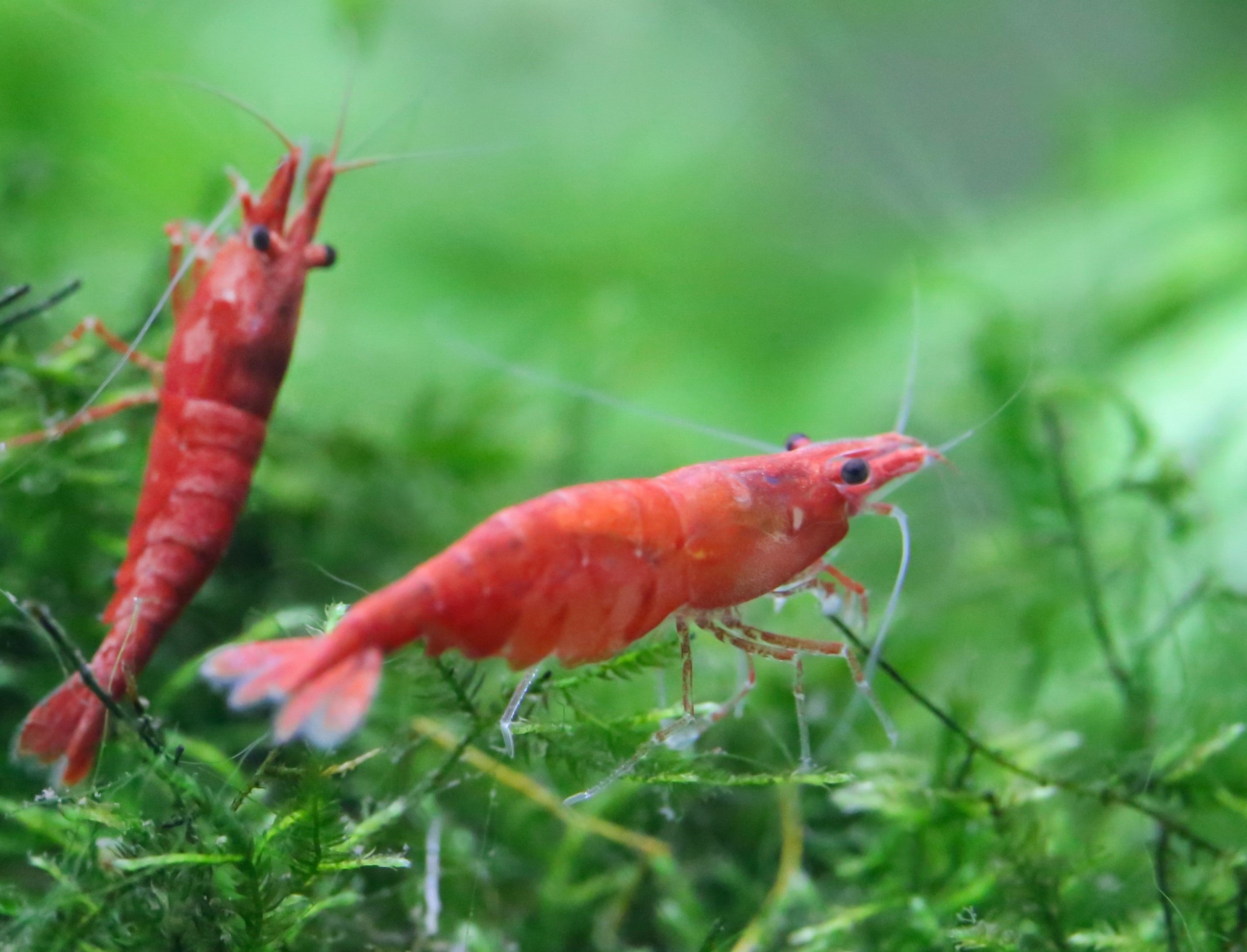 Cherry shrimp in a planted tank