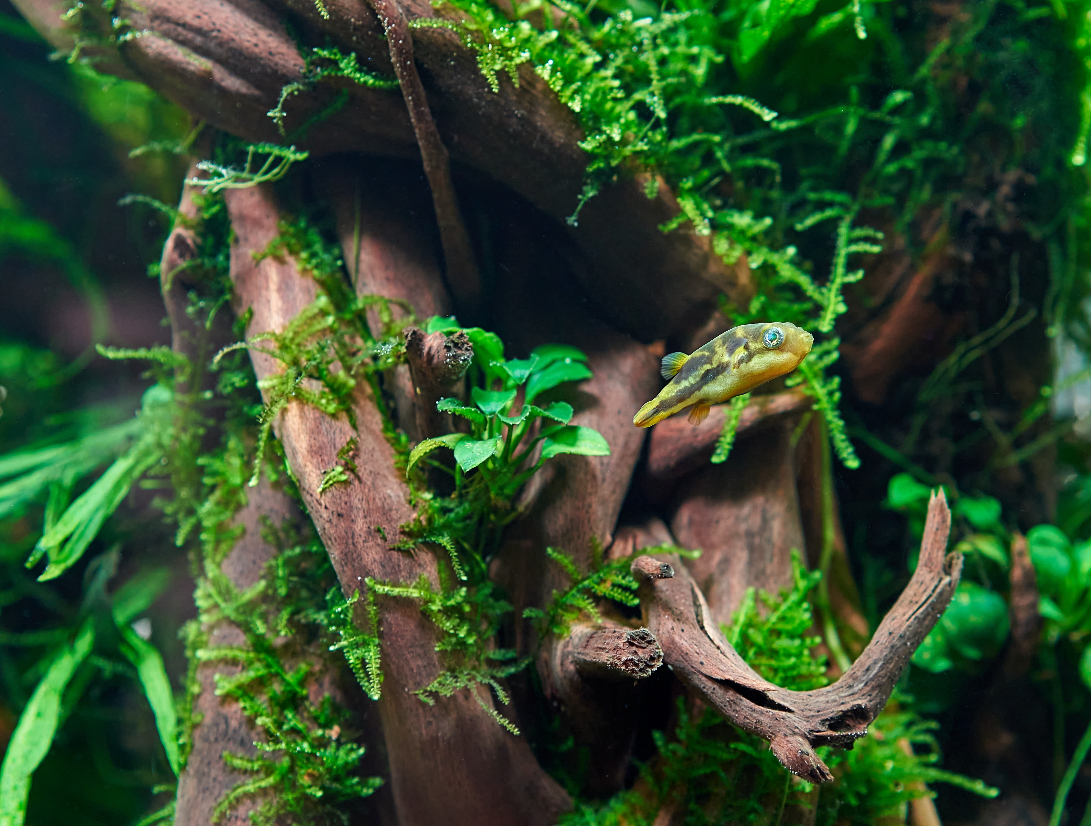 Pea Puffer in planted tank