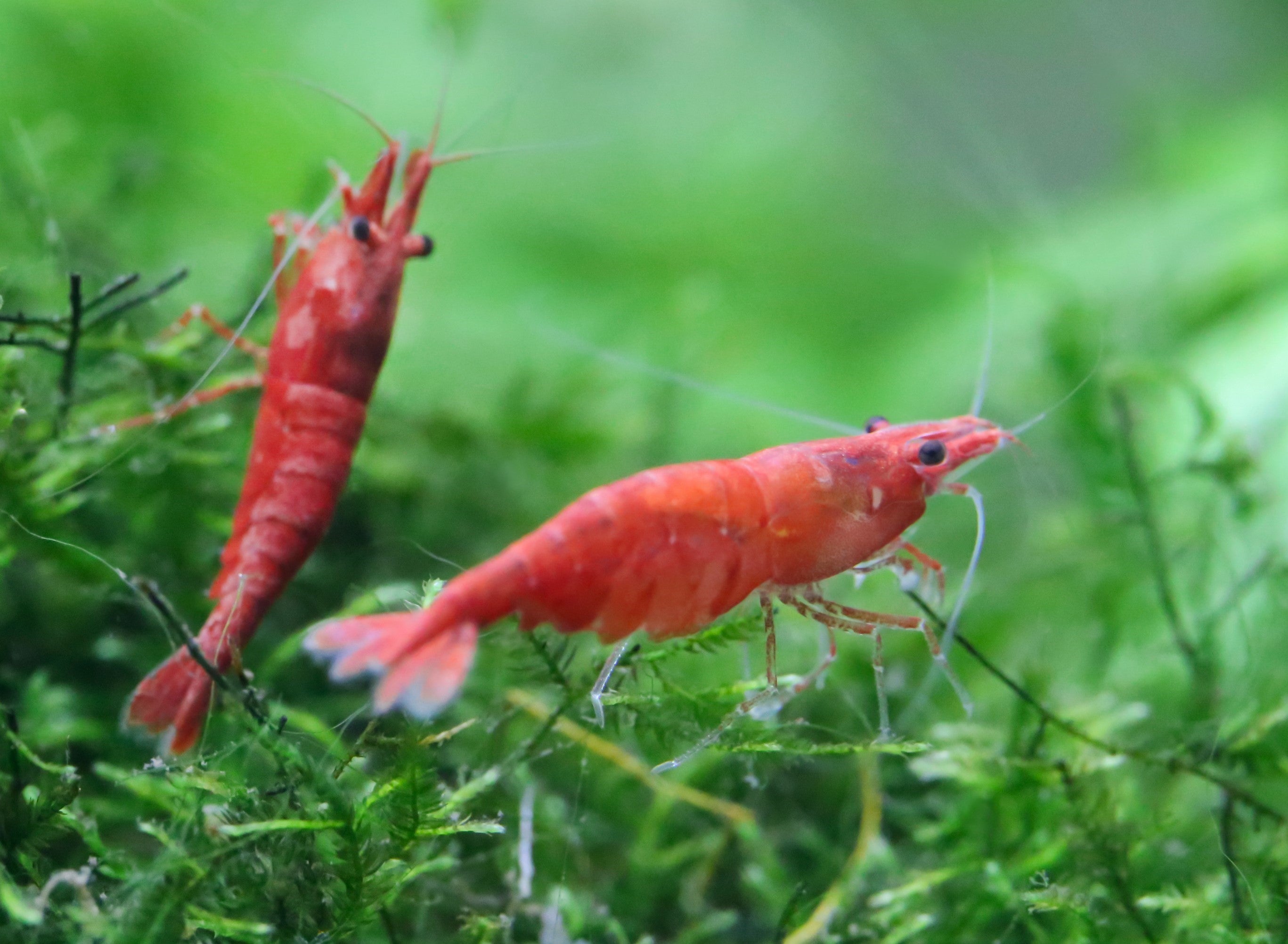 Cherry shrimp in a planted tank.