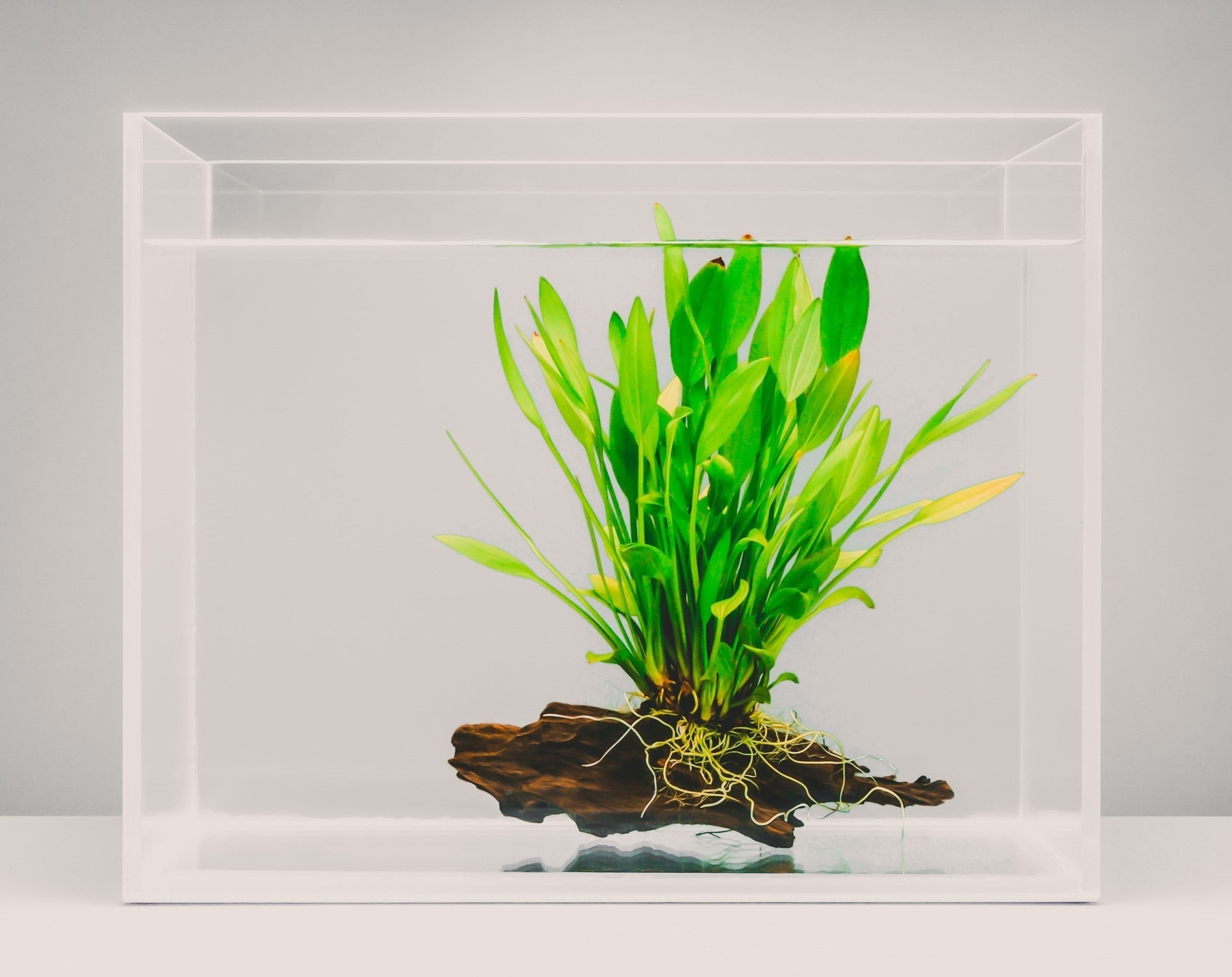 Aquarium with water and a planted attached to wood