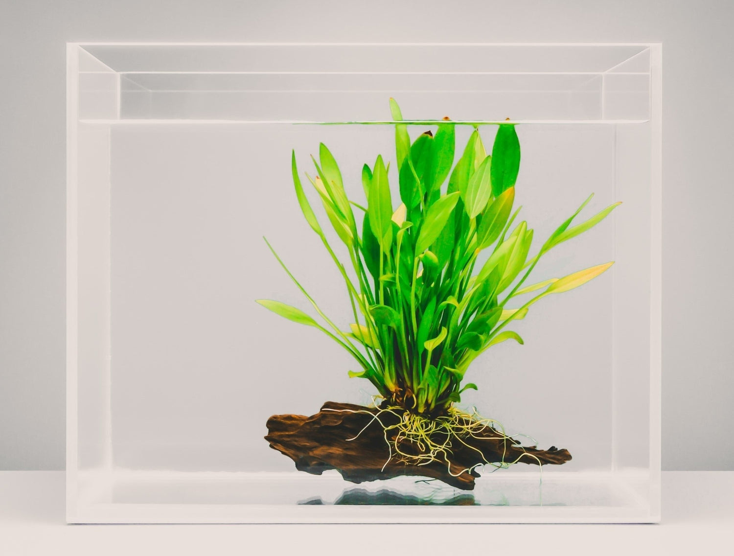 Empty fish tank ready for some oddball species