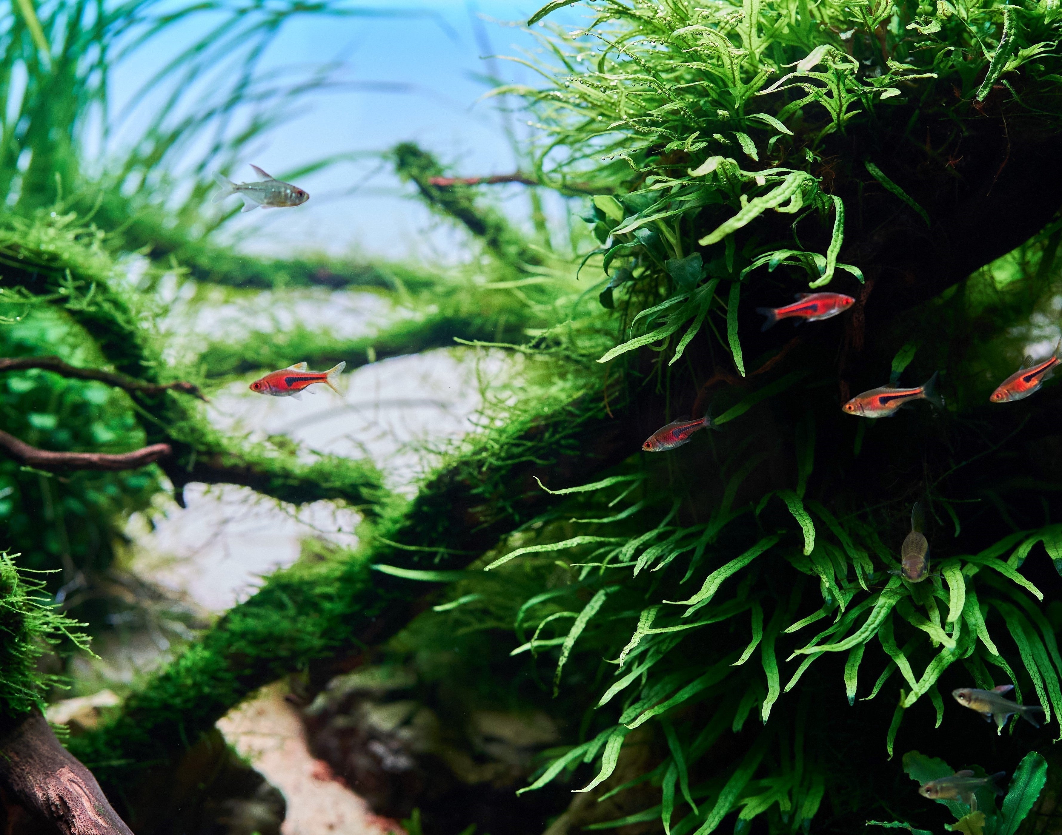 Schooling fish in a planted aquarium