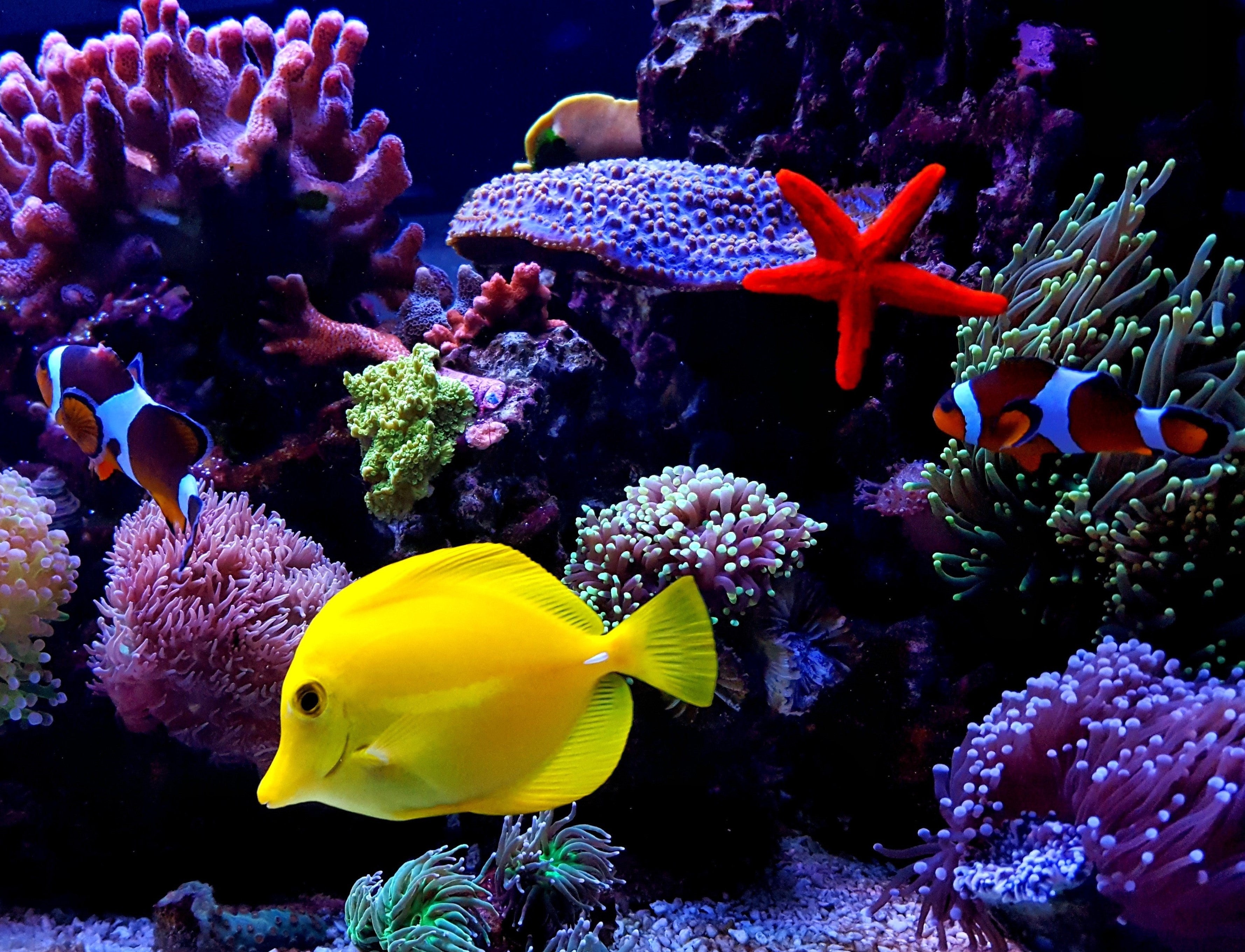 Nano Reef Tank