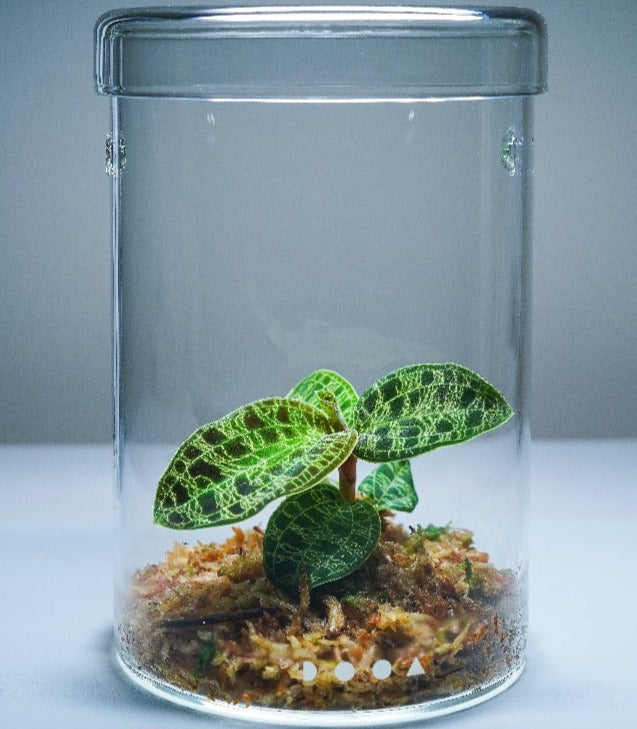DOOA Glass Pot Maru 95 terrarium