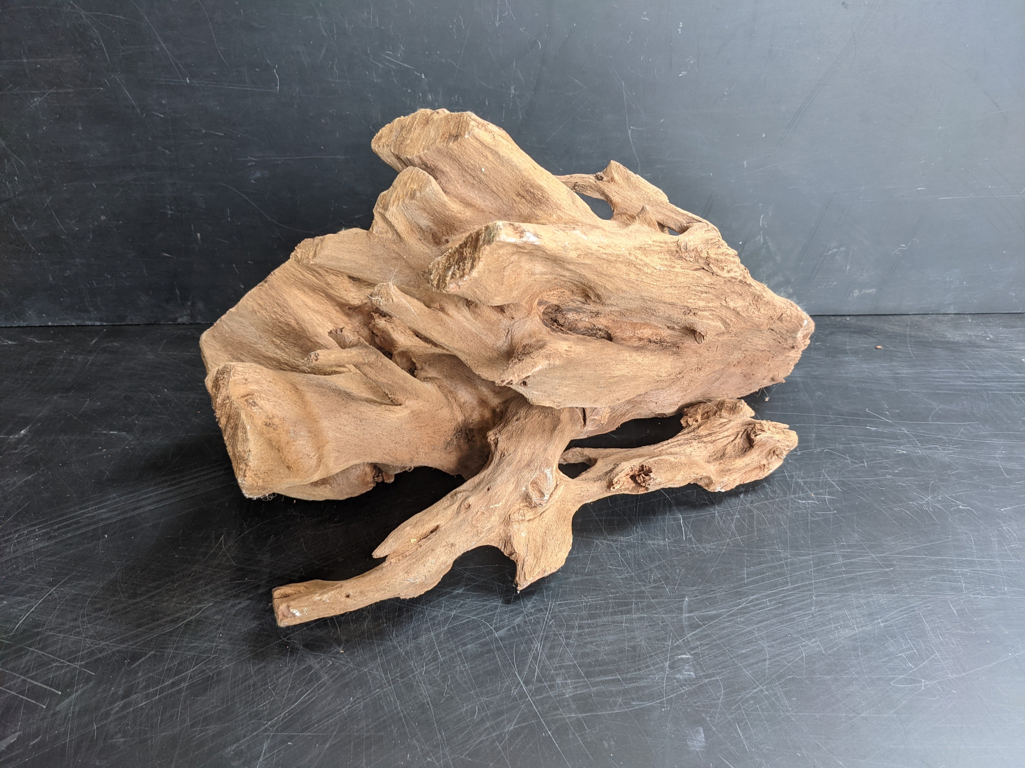Mangrove root wood