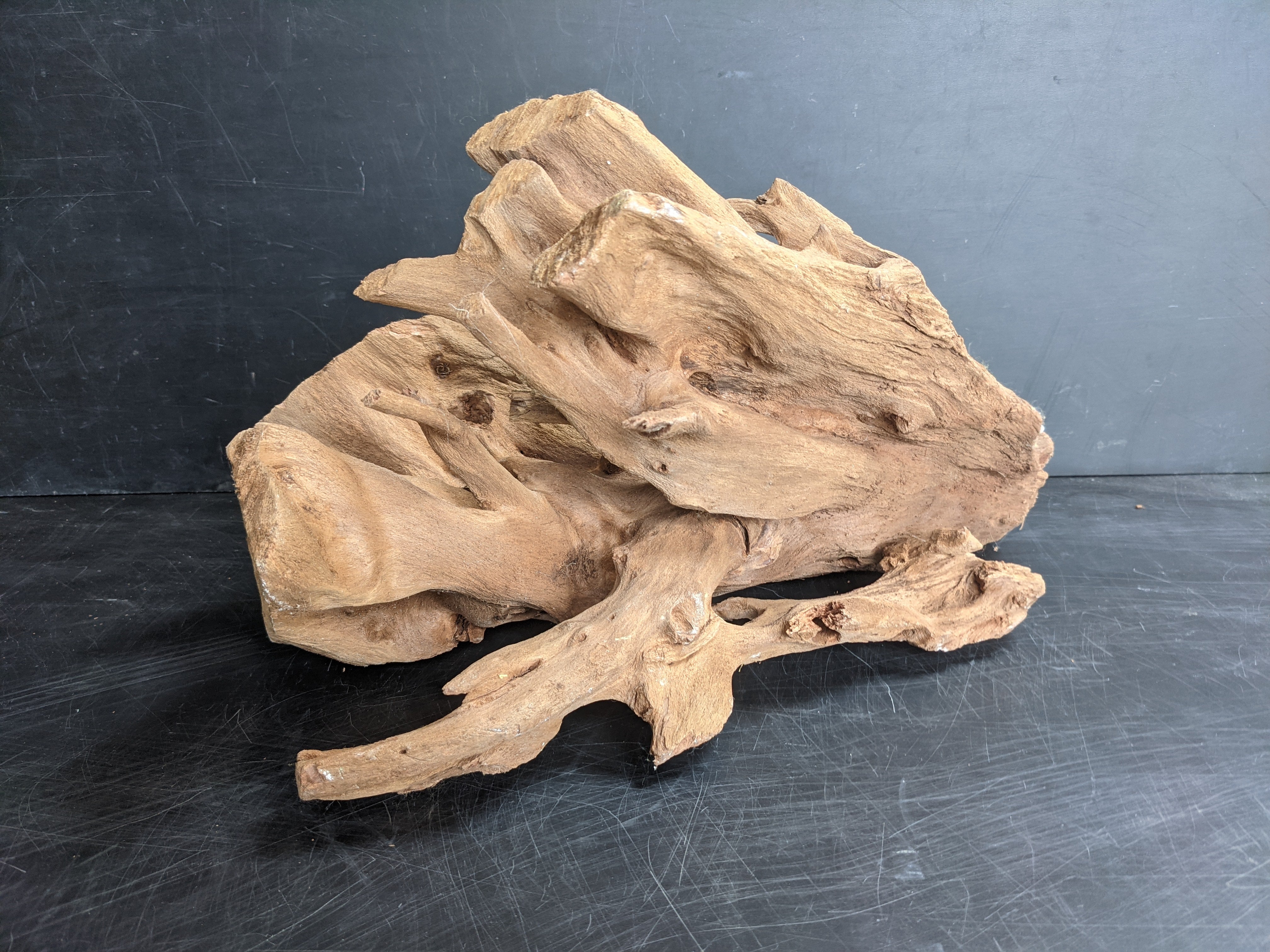 Mangrove root for an aquarium