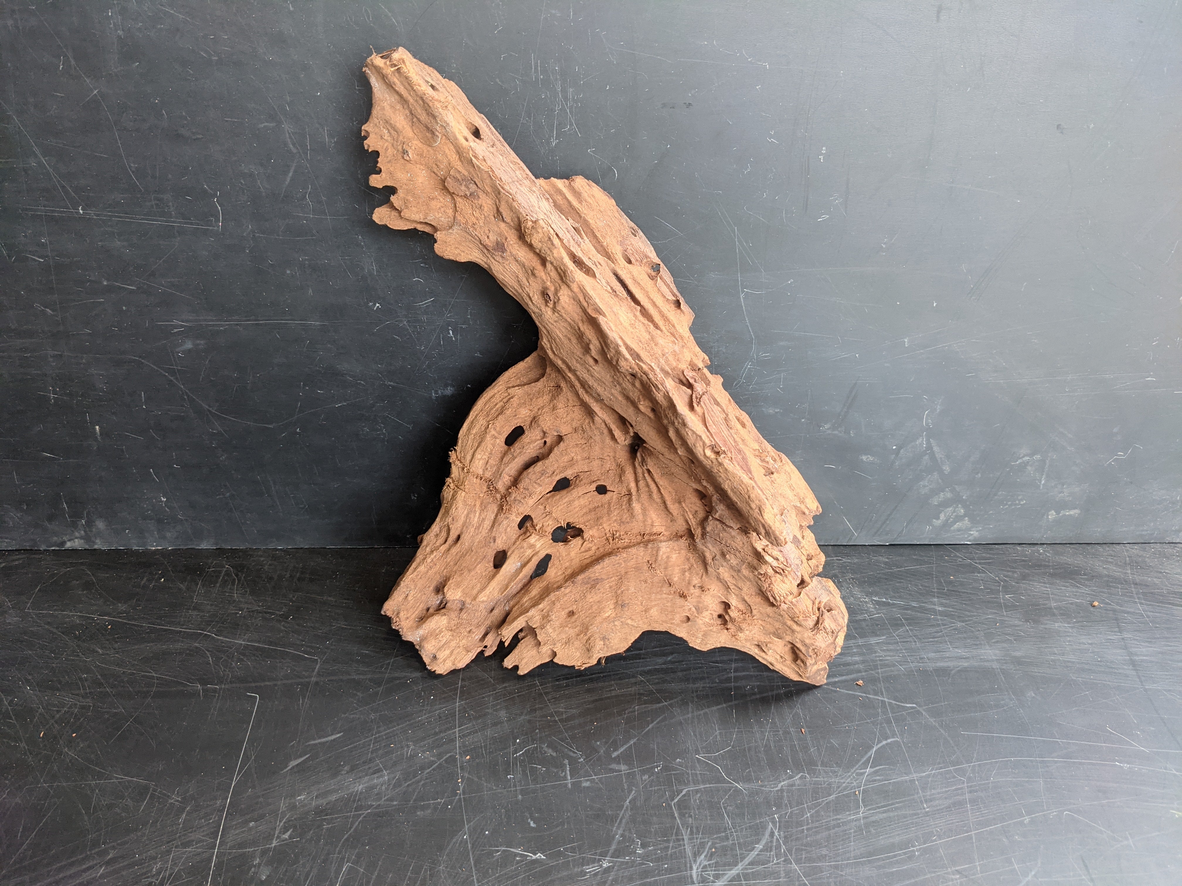 Mangrove root for aquarium