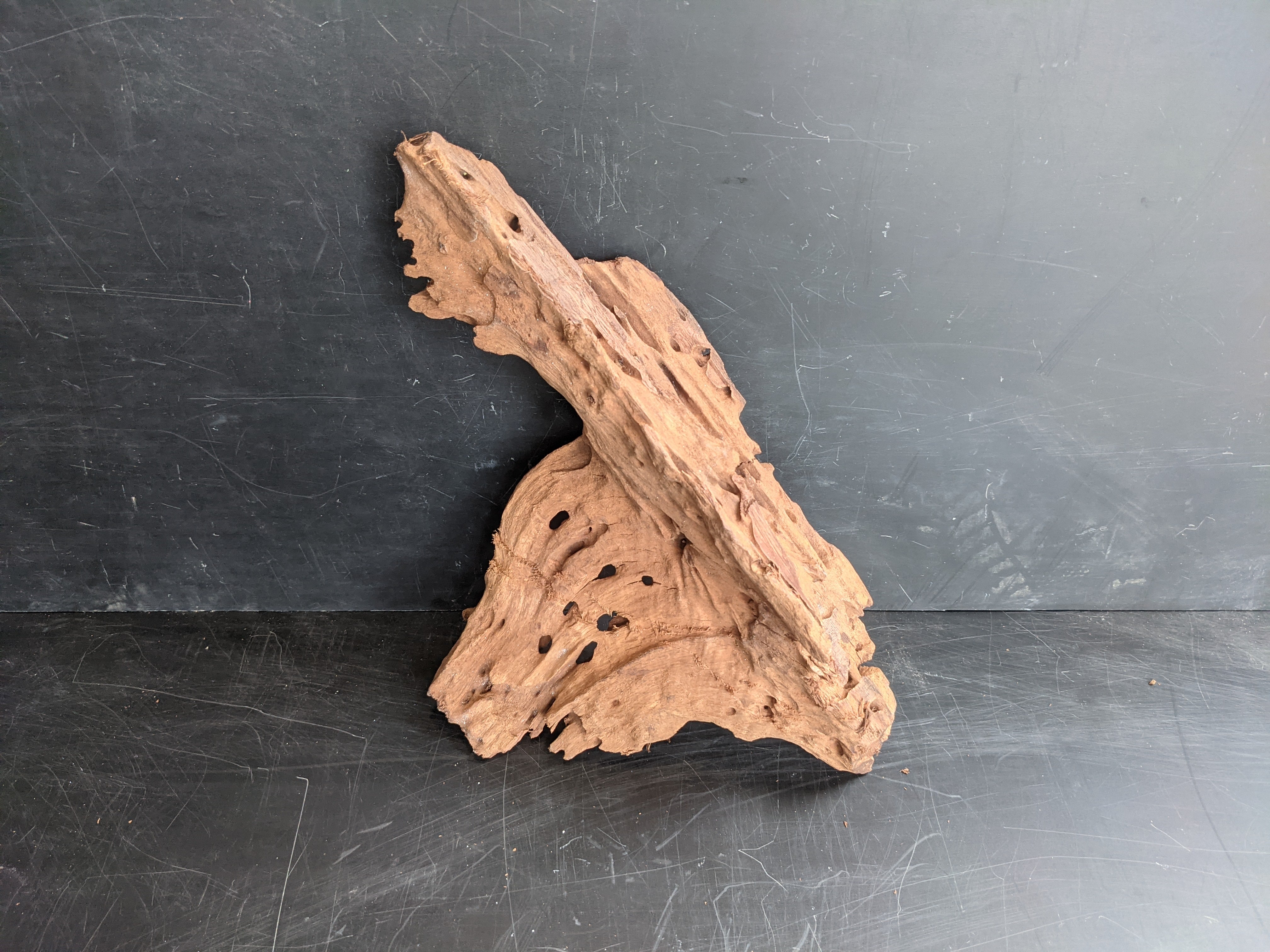 mangrove root wood