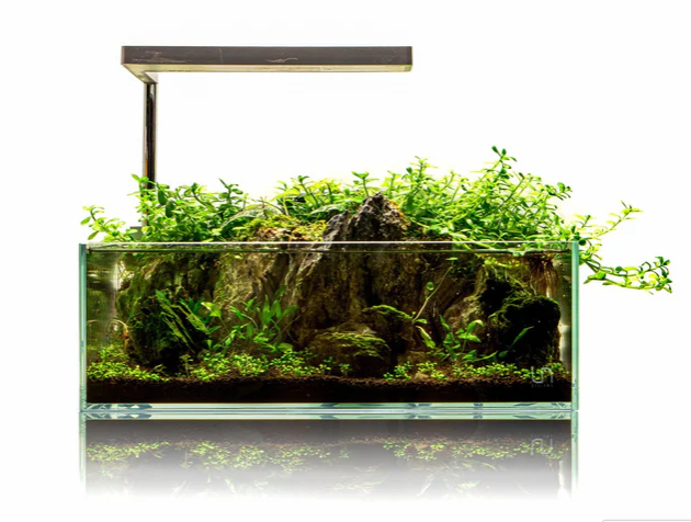 UNS 5S Shallow Rimless Aquarium (36x22x12cm)