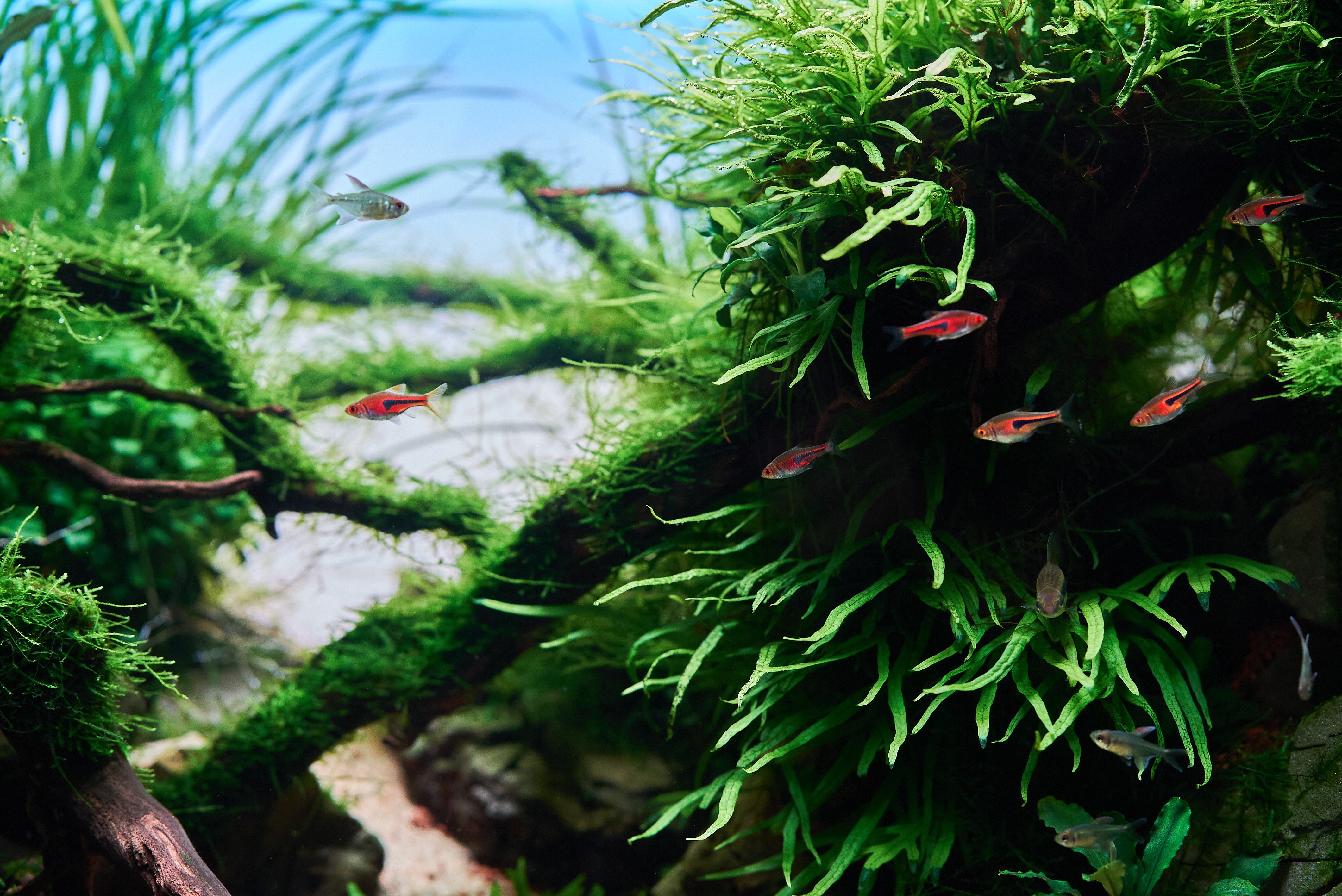 Planted aquascape with schooling fish