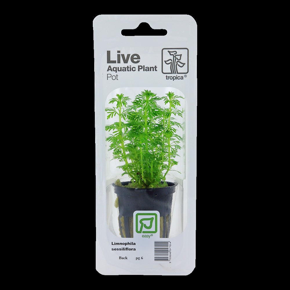 Tropica Limnophila sessiliflora blister pack