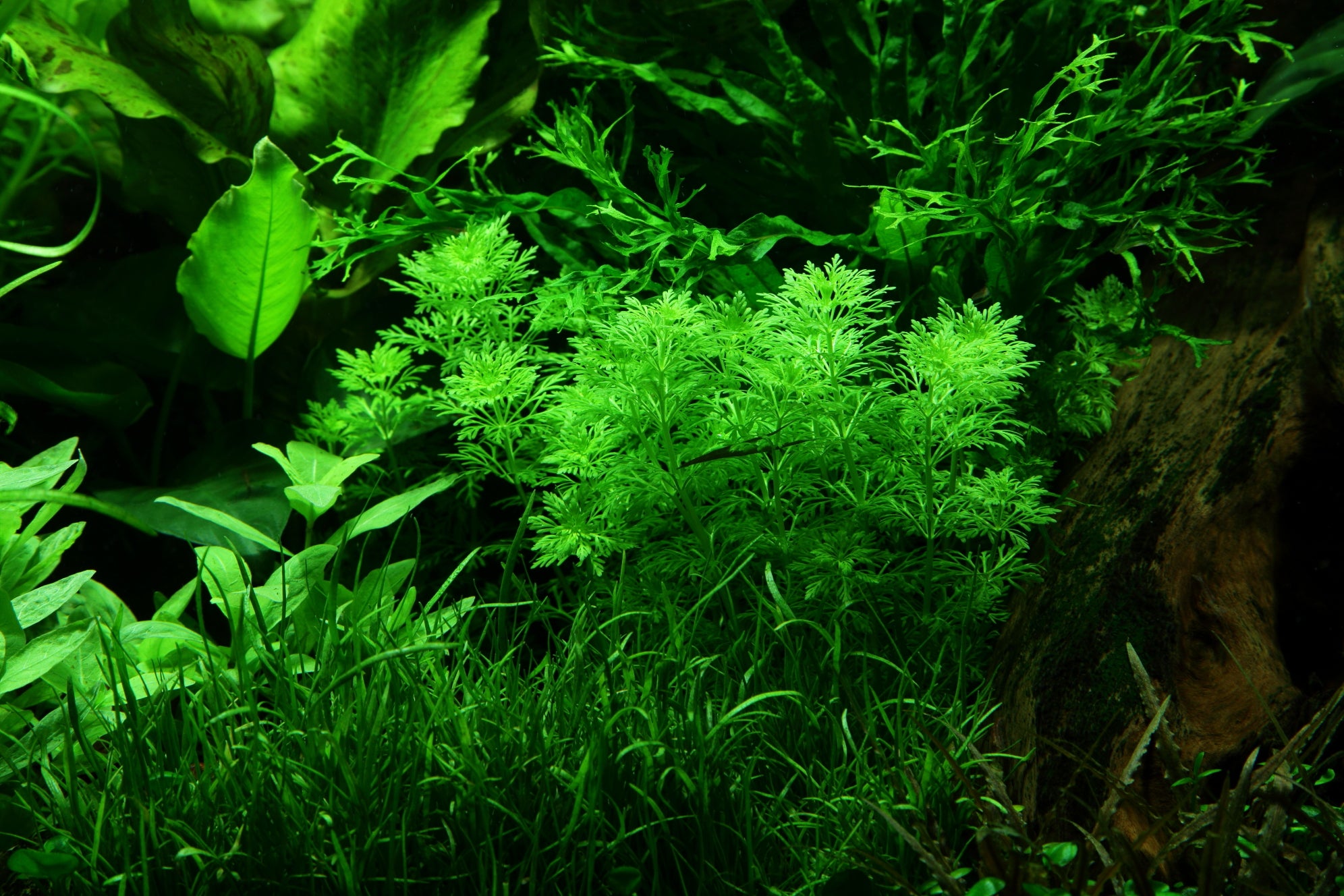 Tropica Limnophila sessiliflora in planted aquarium