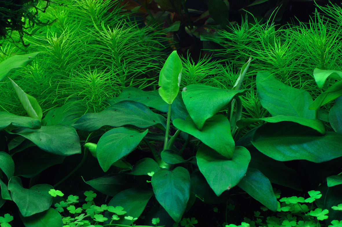 Anubias barteri var. nana in an aquarium