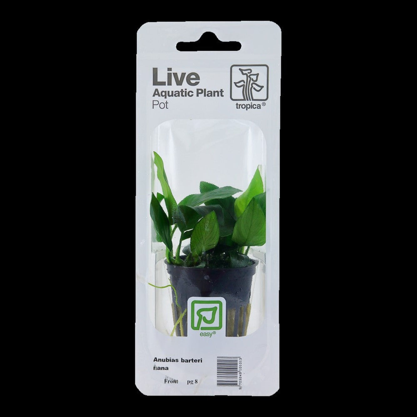 Tropica plant Anubias barteri var. nana blister pack