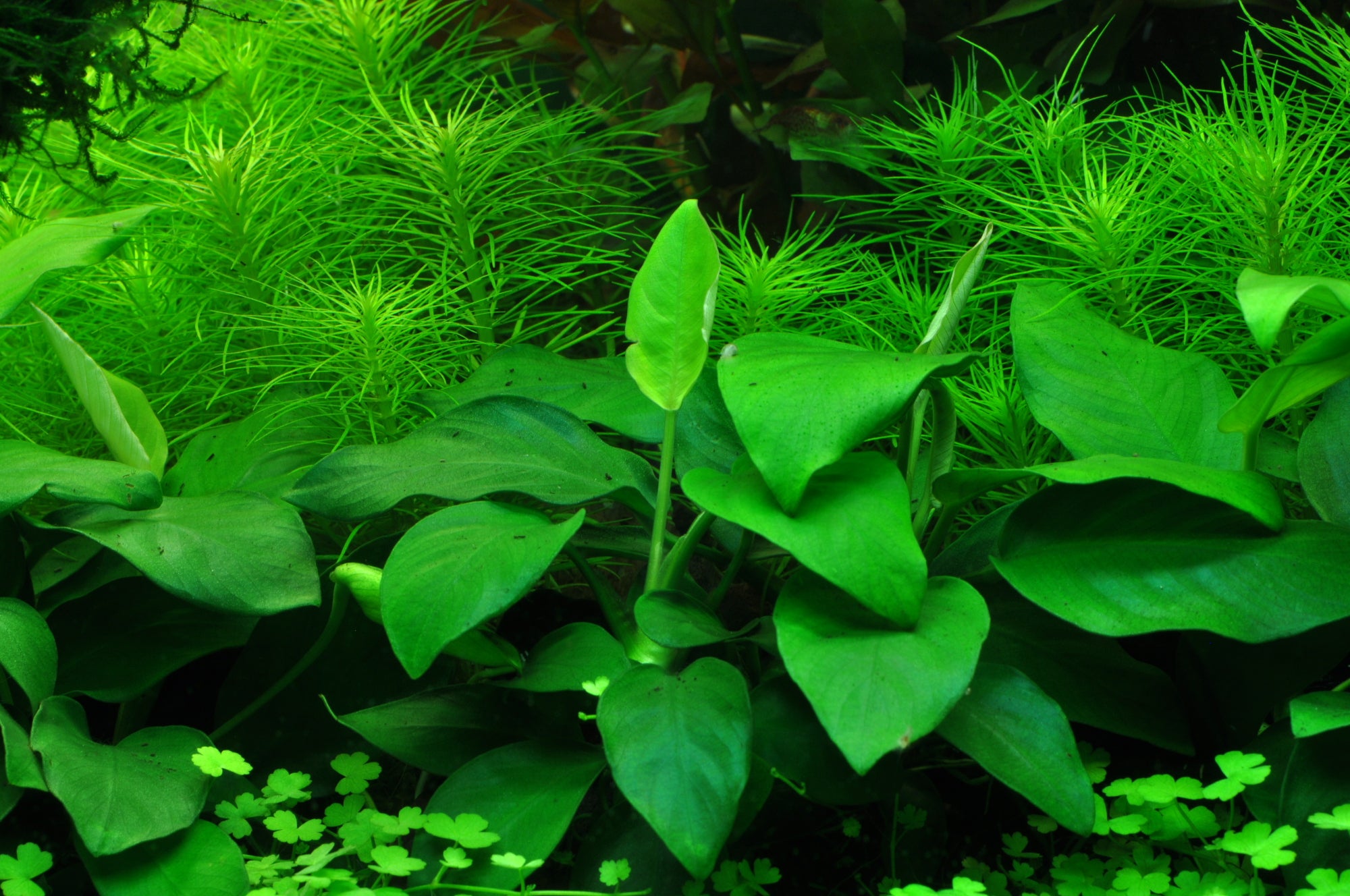Tropica plant Anubias barteri var. nana in planted aquarium