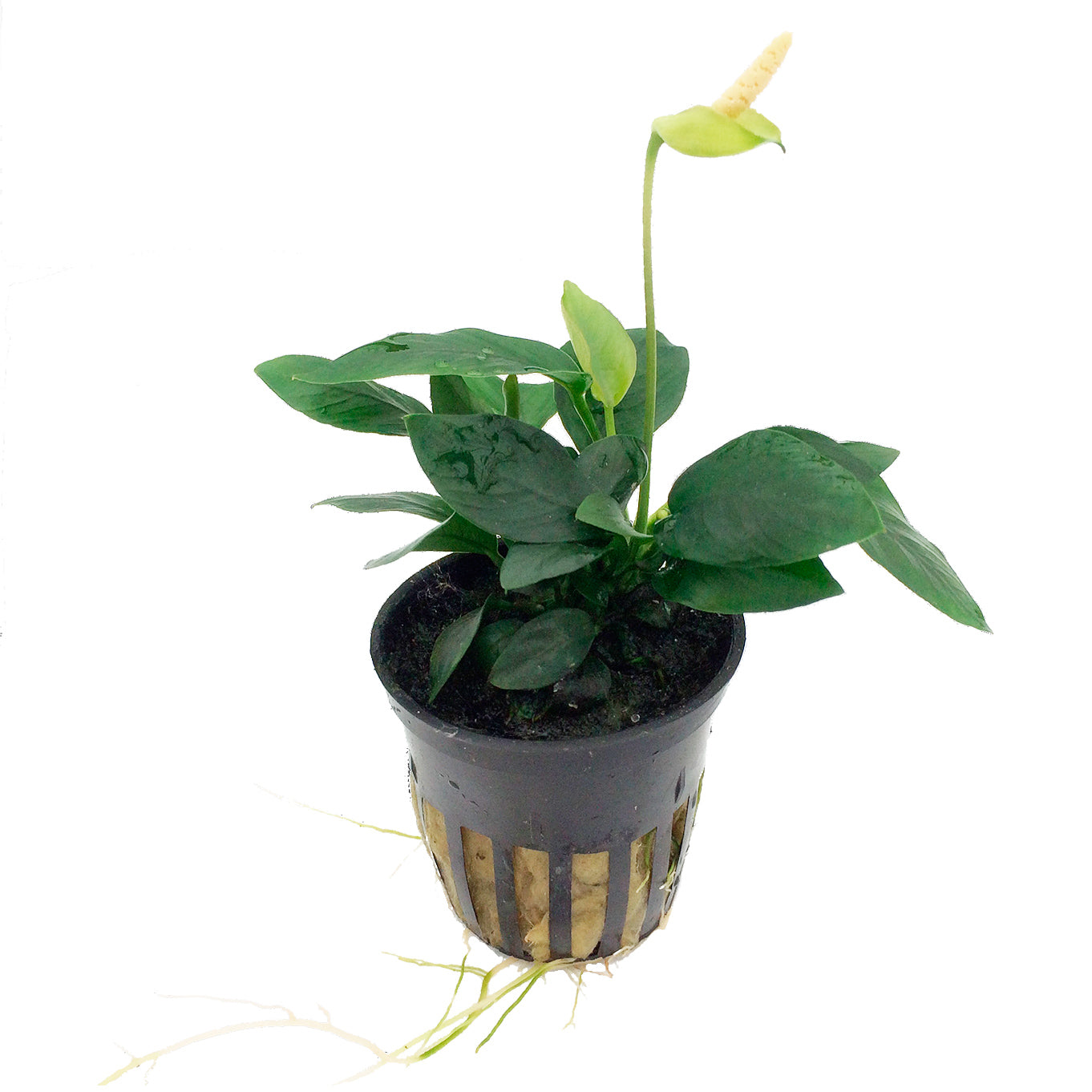 Tropica plant Anubias barteri var. nana potted