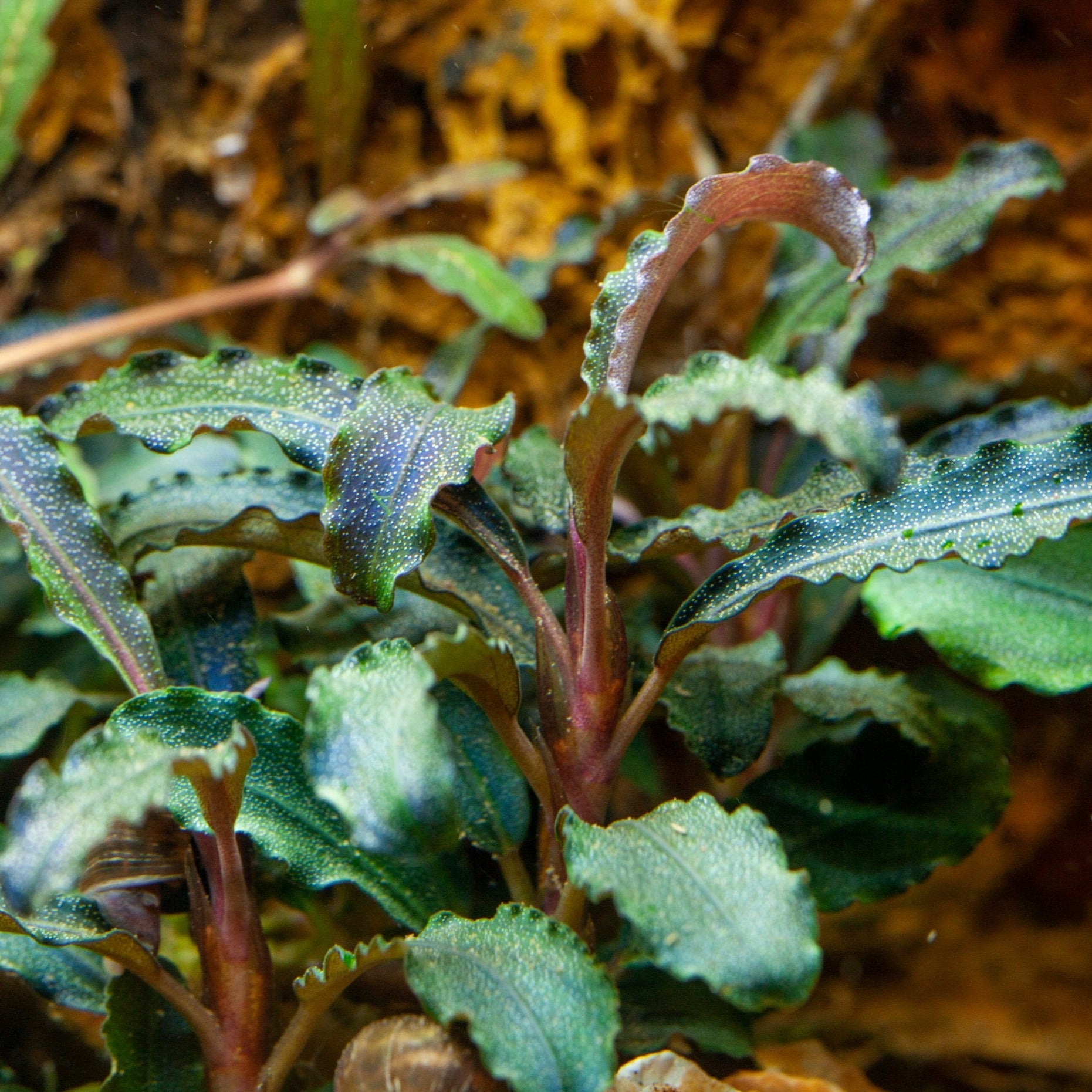 Bucephalandra 'Kedagang' - Tropica 1-2 Grow