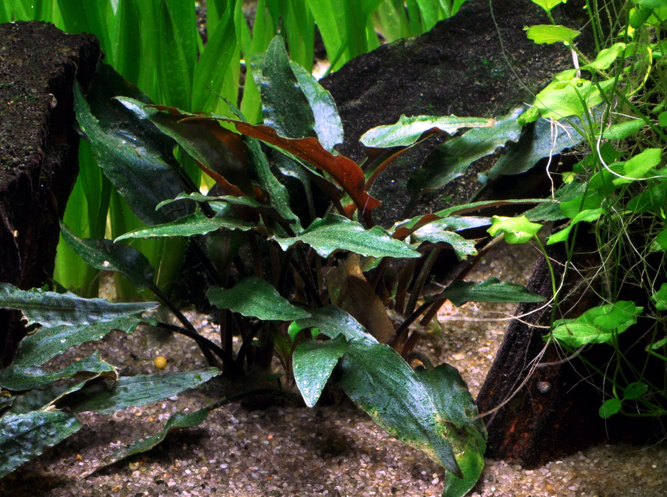 Tropica plant cryptocoryne becketii petchii in planted aquarium