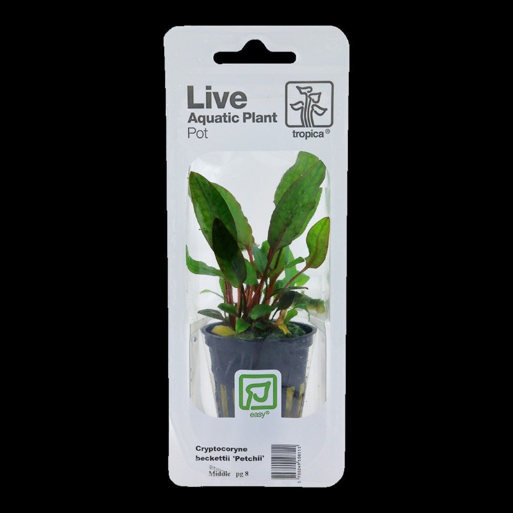 Tropica plant cryptocoryne becketii petchii blister pack