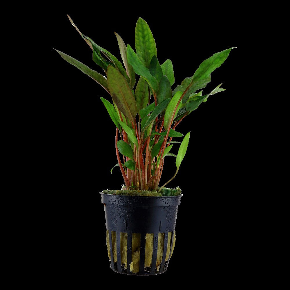 Tropica plant cryptocoryne becketii petchii potted