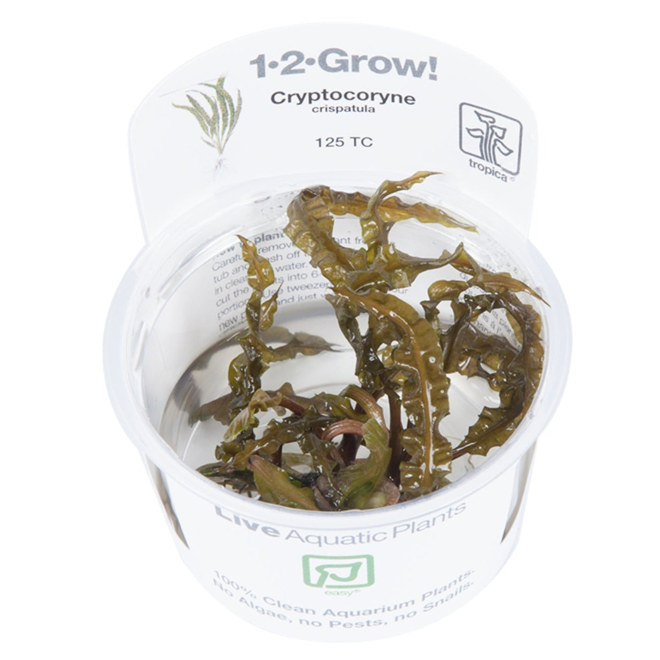 Cryptocoryne crispatula 1-2 grown in pot