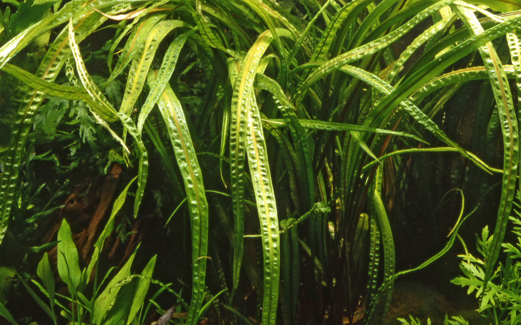 Cryptocoryne crispatula in planted aquarium