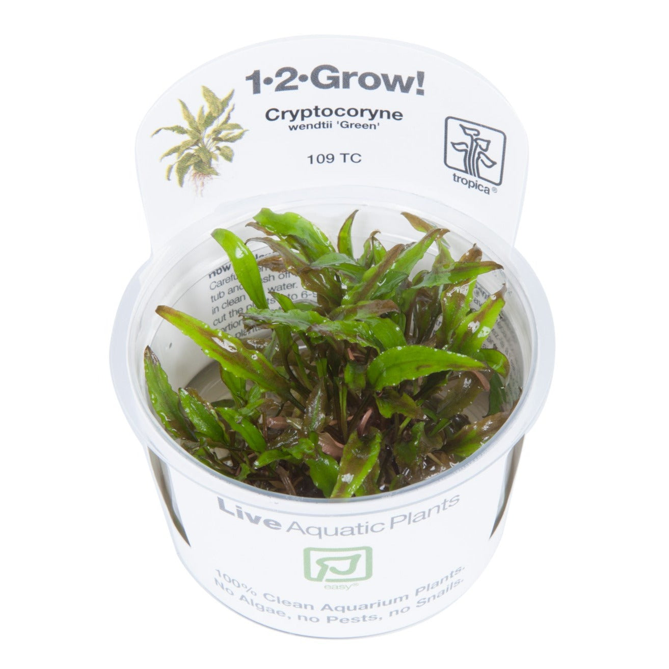 Cryptocoryne wendtii green 1-2 grown in pot