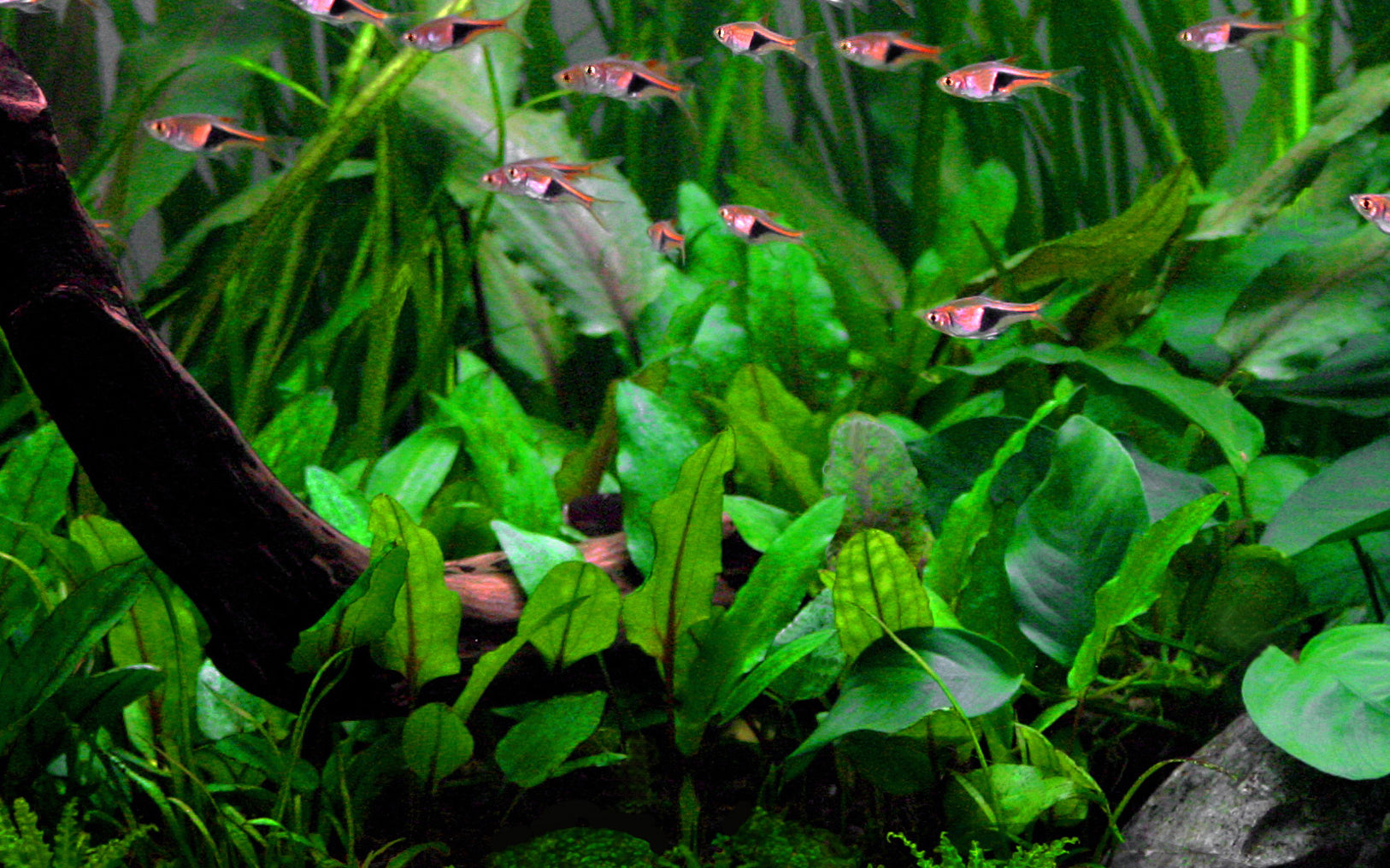 Cryptocoryne wendtii green in planted aquarium