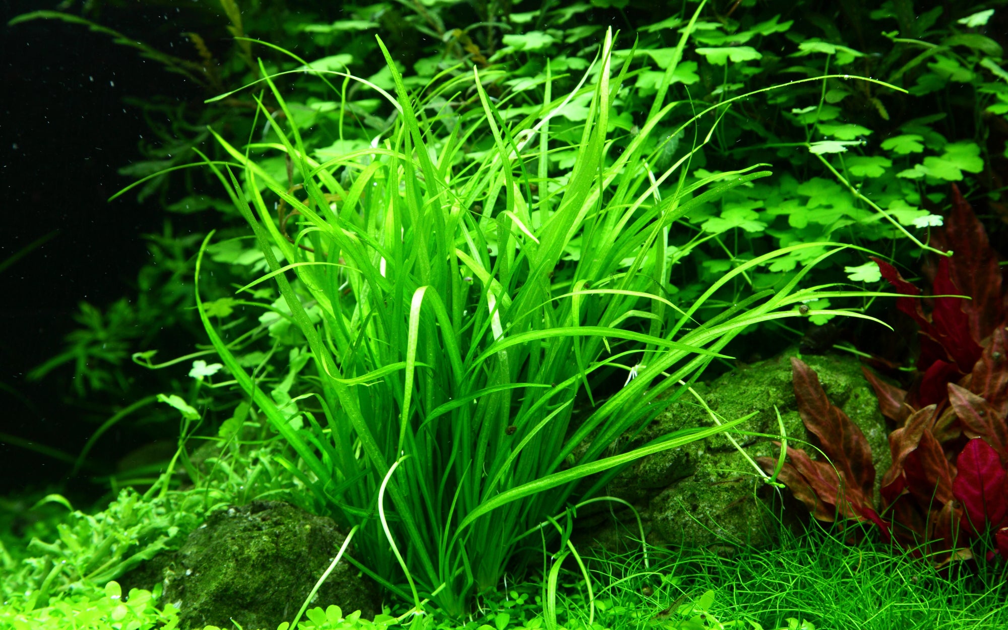 Tropica Helanthium tenellum green in planted aquarium