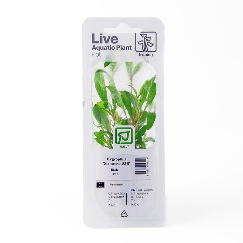 Hygrophila Siamensis 53B Blister Pack