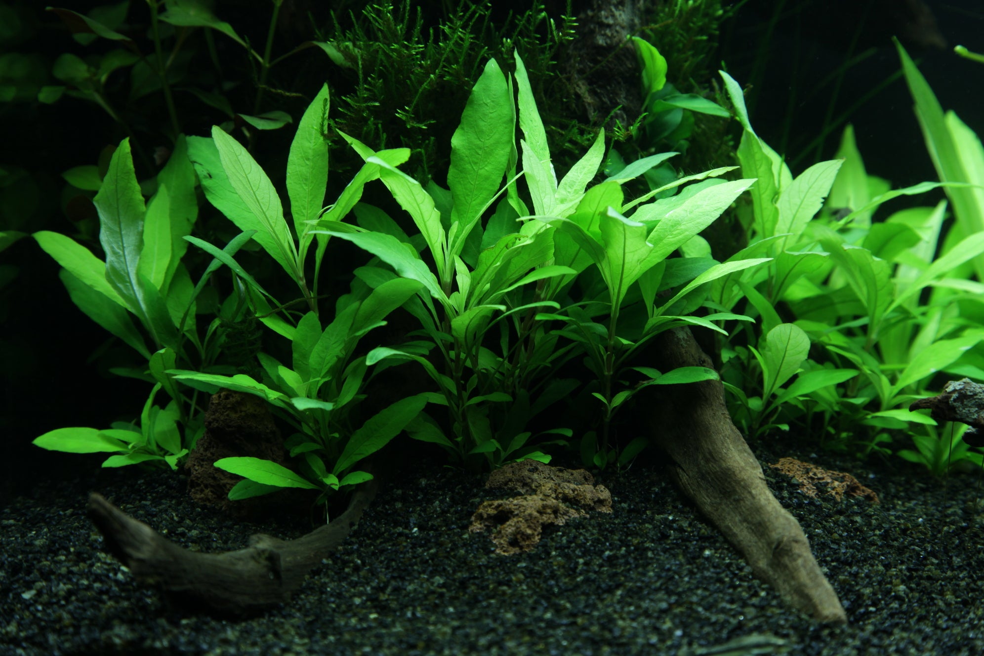 Hygrophila Siamensis 53B in planted aquarium