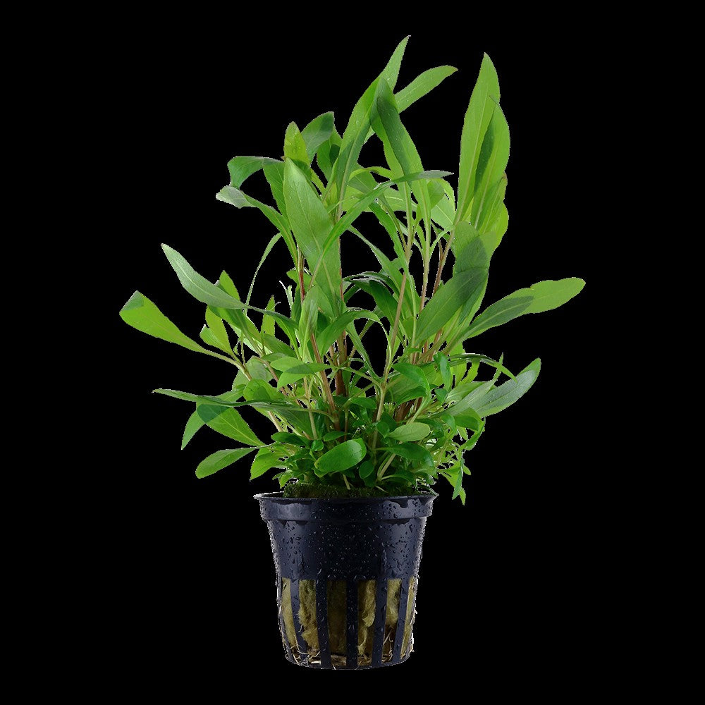 Hygrophila Siamensis 53B potted