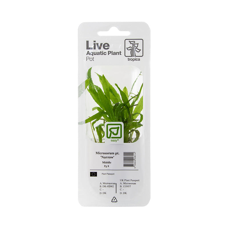 Tropica microsorum pteropus narrow blister pack