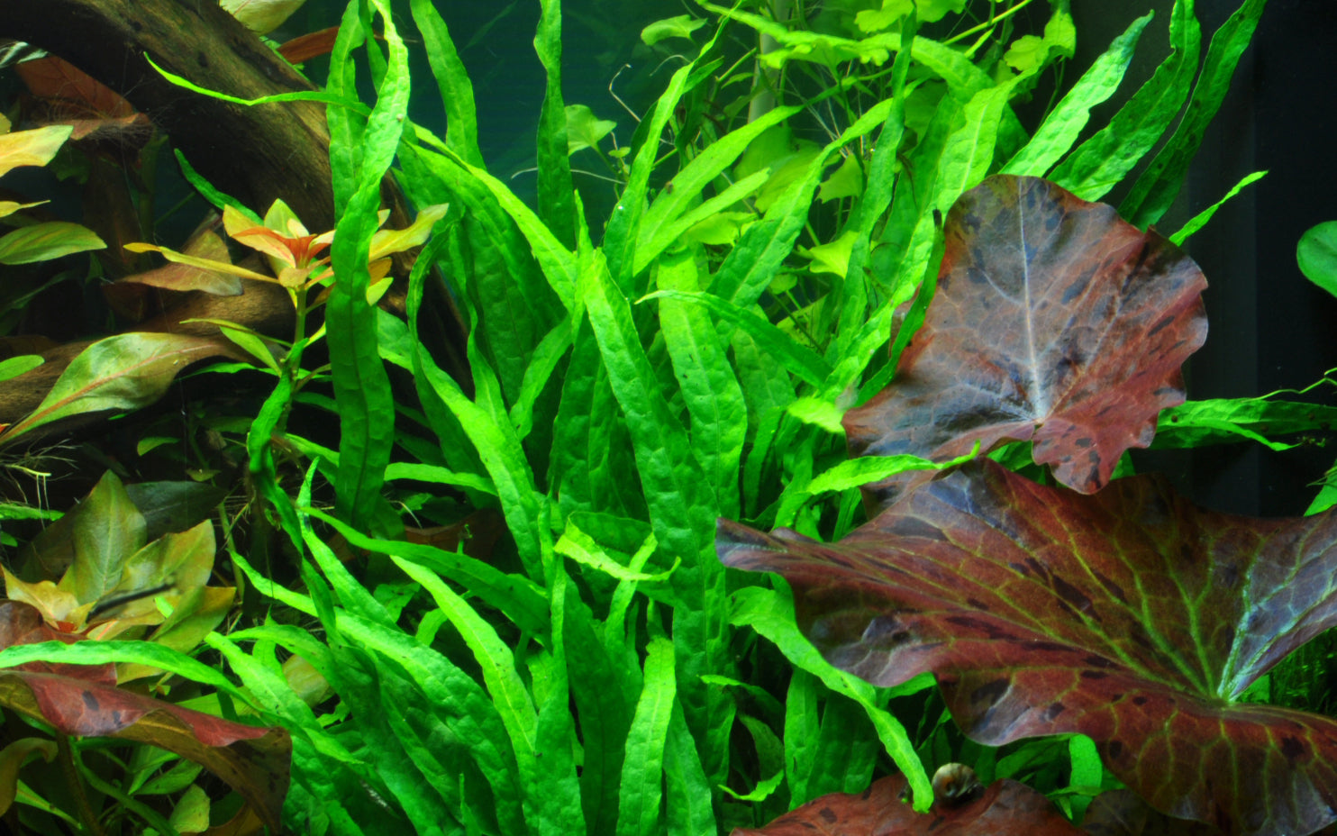 Tropica microsorum pteropus narrow in planted aquarium