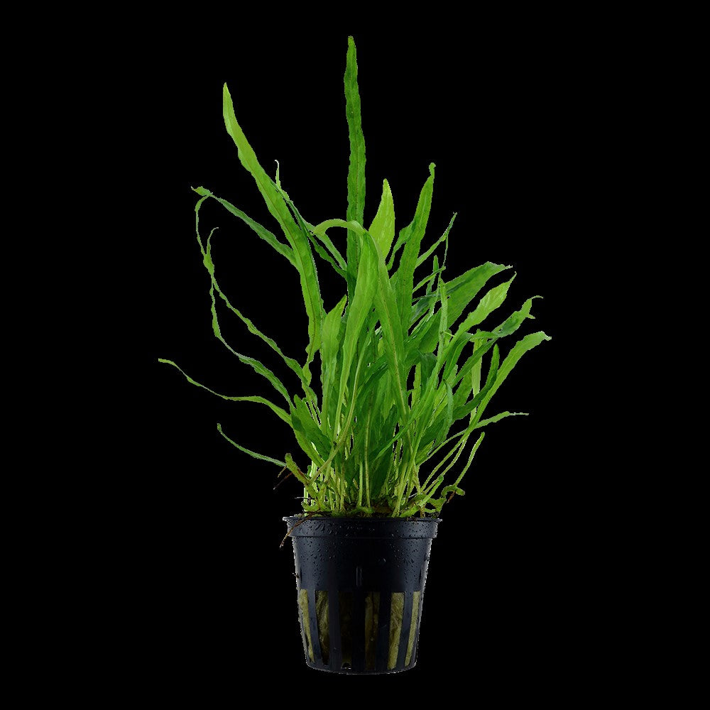 Tropica microsorum pteropus narrow potted
