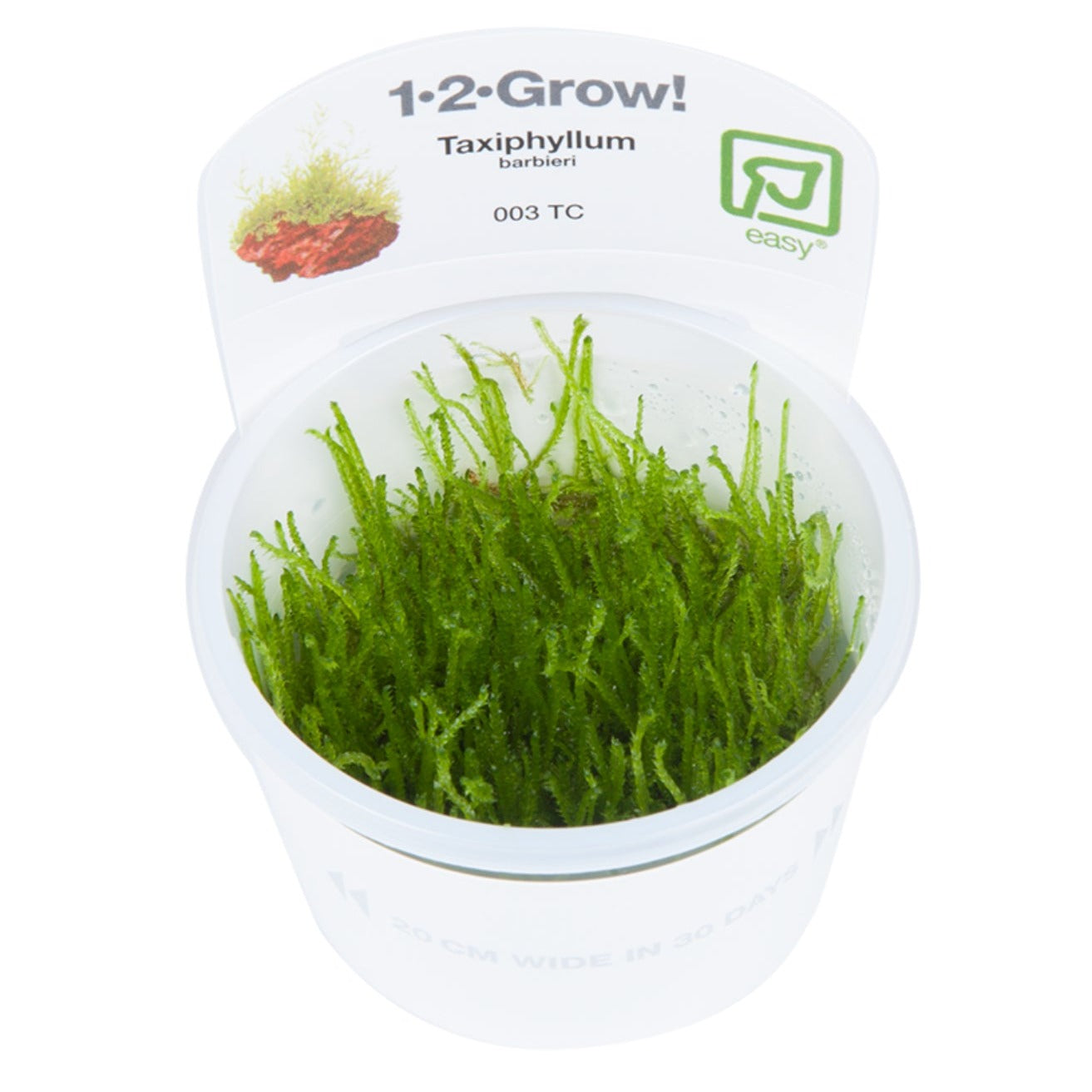 Tropica taxiphyllum barbieri 1-2 grown in pot