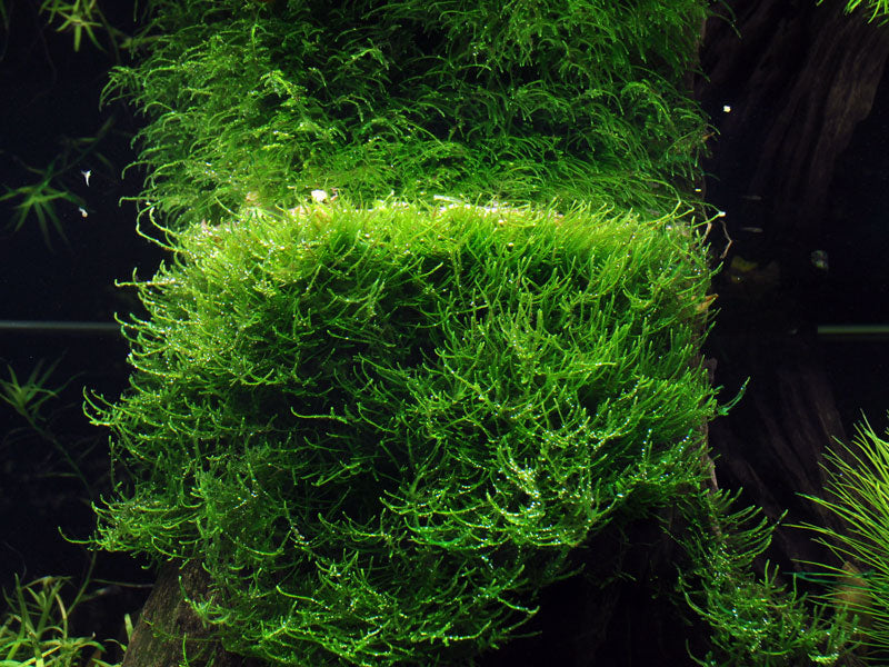 ropica taxiphyllum barbieri in planted aquarium