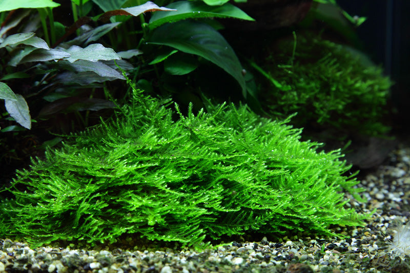Taxiphyllum spiky 1-2 grown in pot in planted aquarium