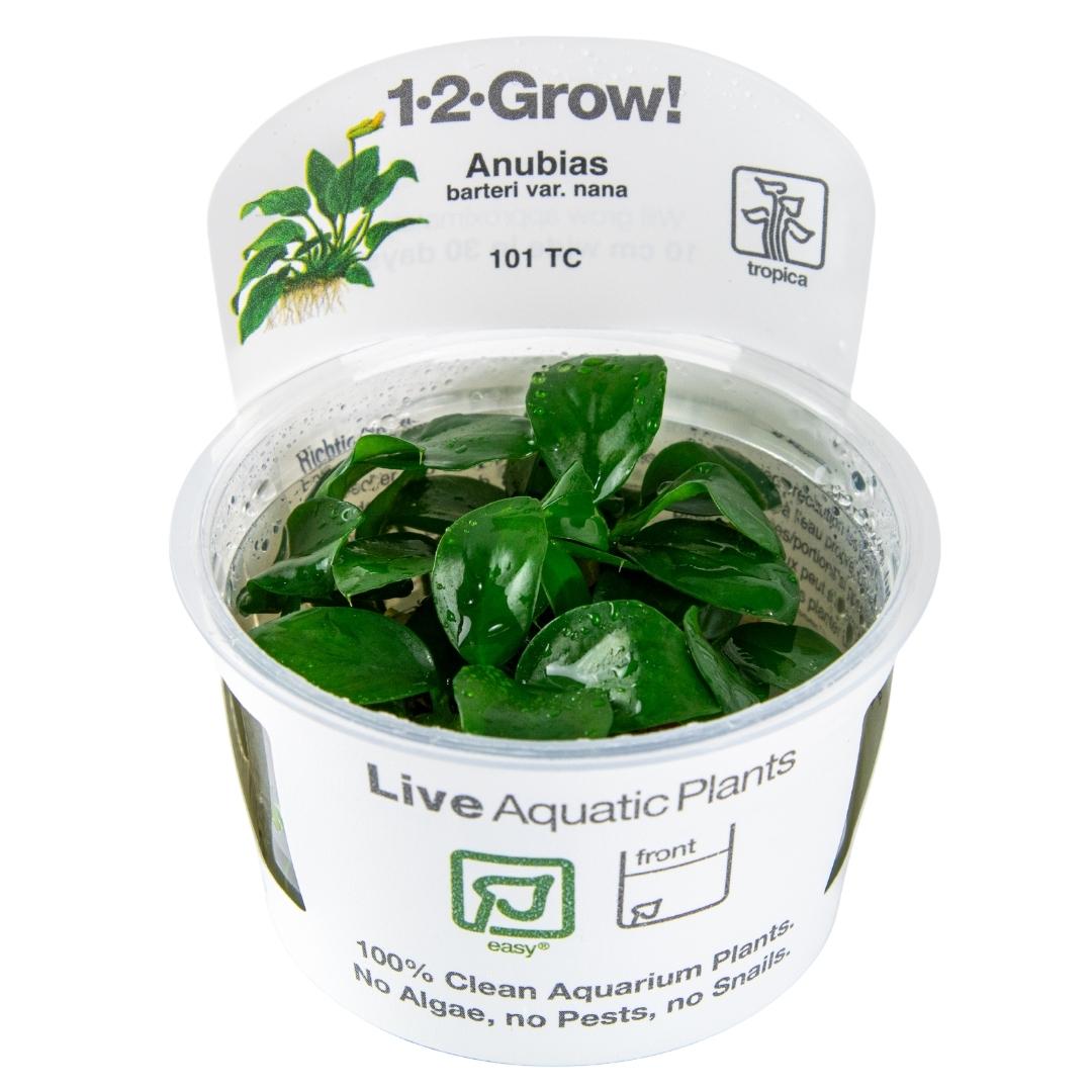 Anubias barteri var. nana - Tropica 1-2 Grow tissue culture cup