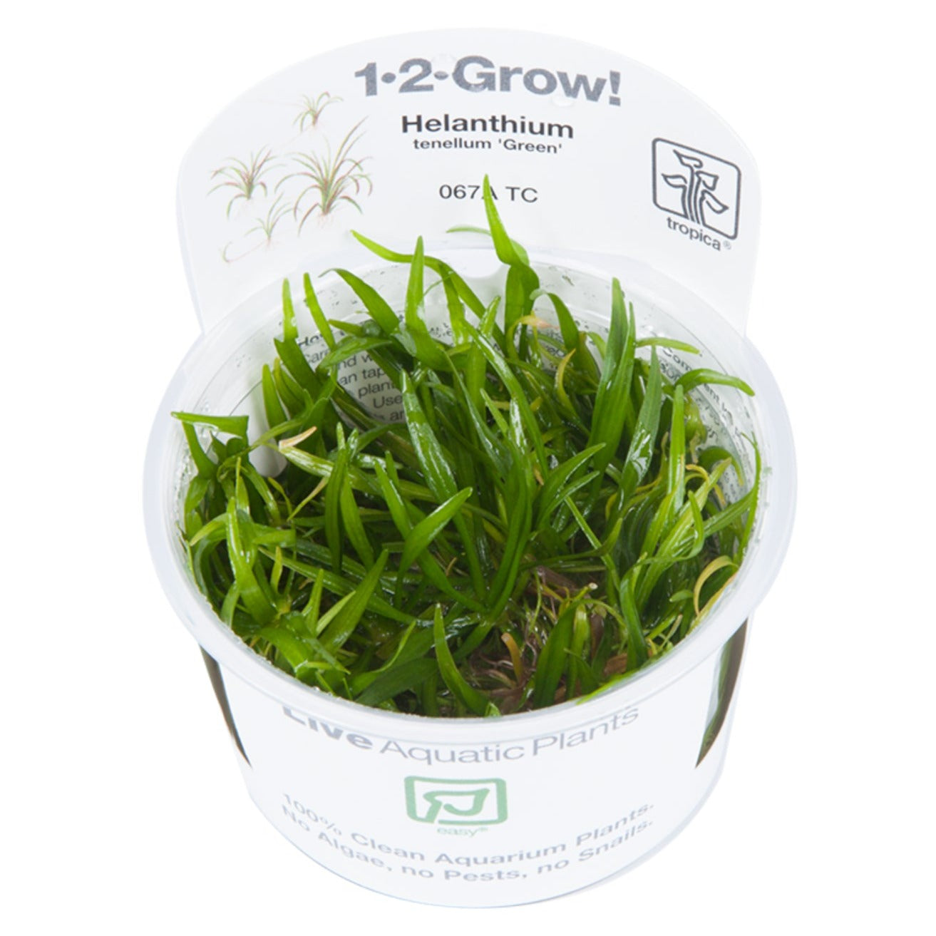 Tropica Helanthium tenellum green 1-2 grown in pot
