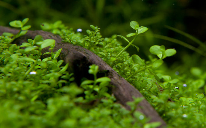 Tropica micranthemum monte carlo in planted aquarium