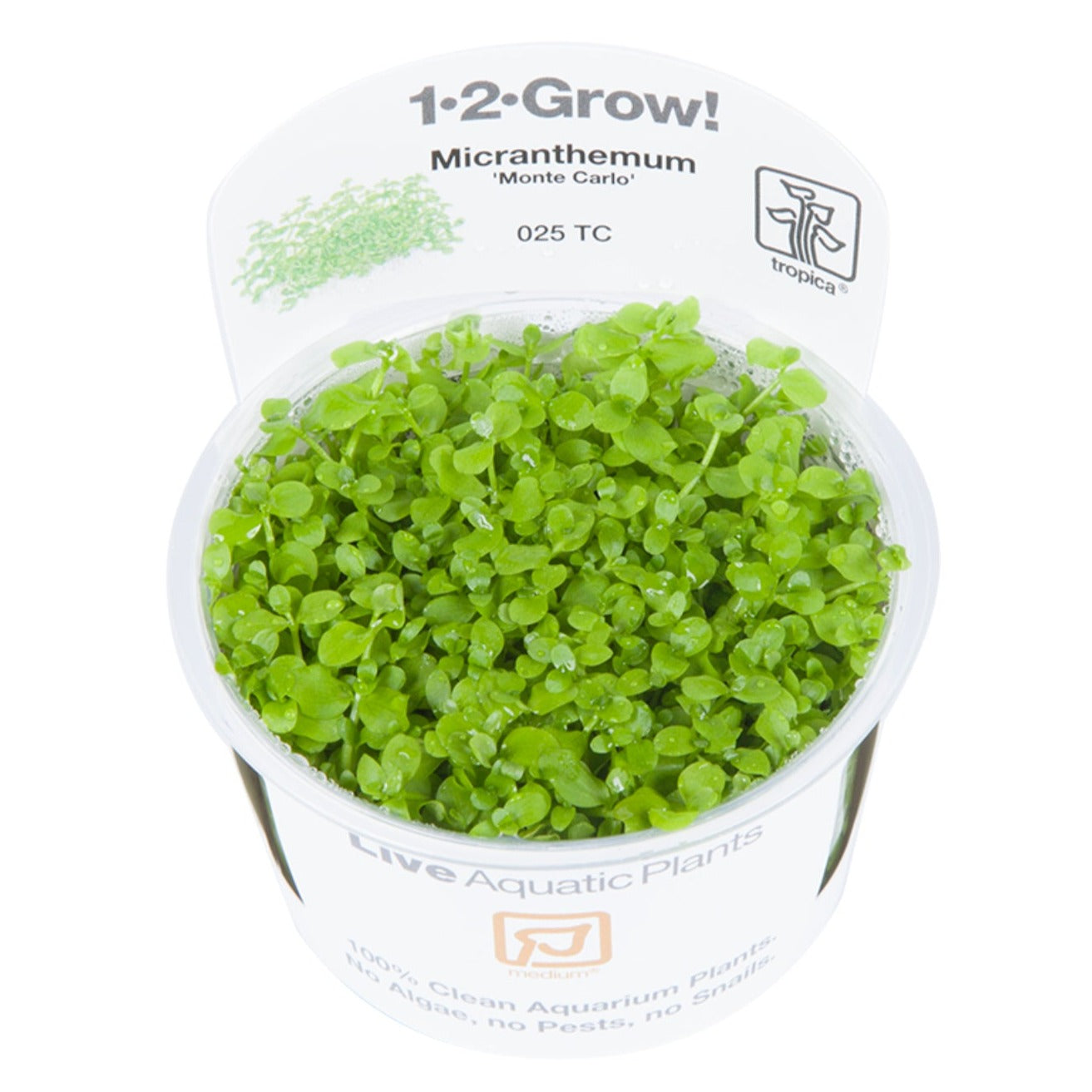 Tropica micranthemum monte carlo 1-2 grown in pot